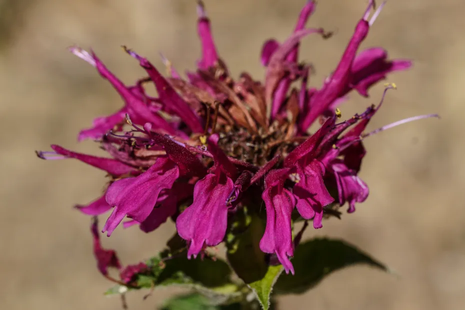 Monarda didyma