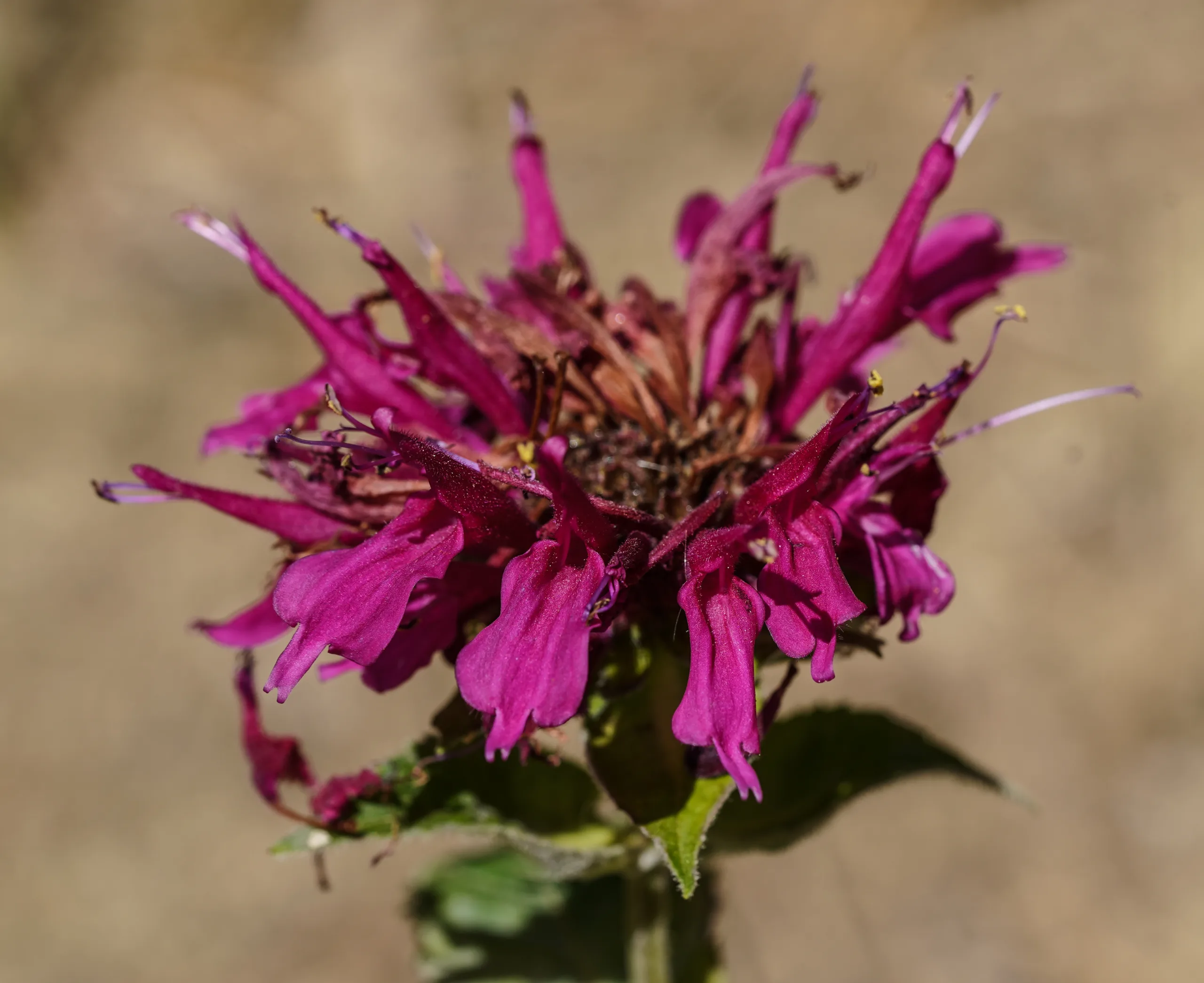 Monarda didyma (Altınoğul)