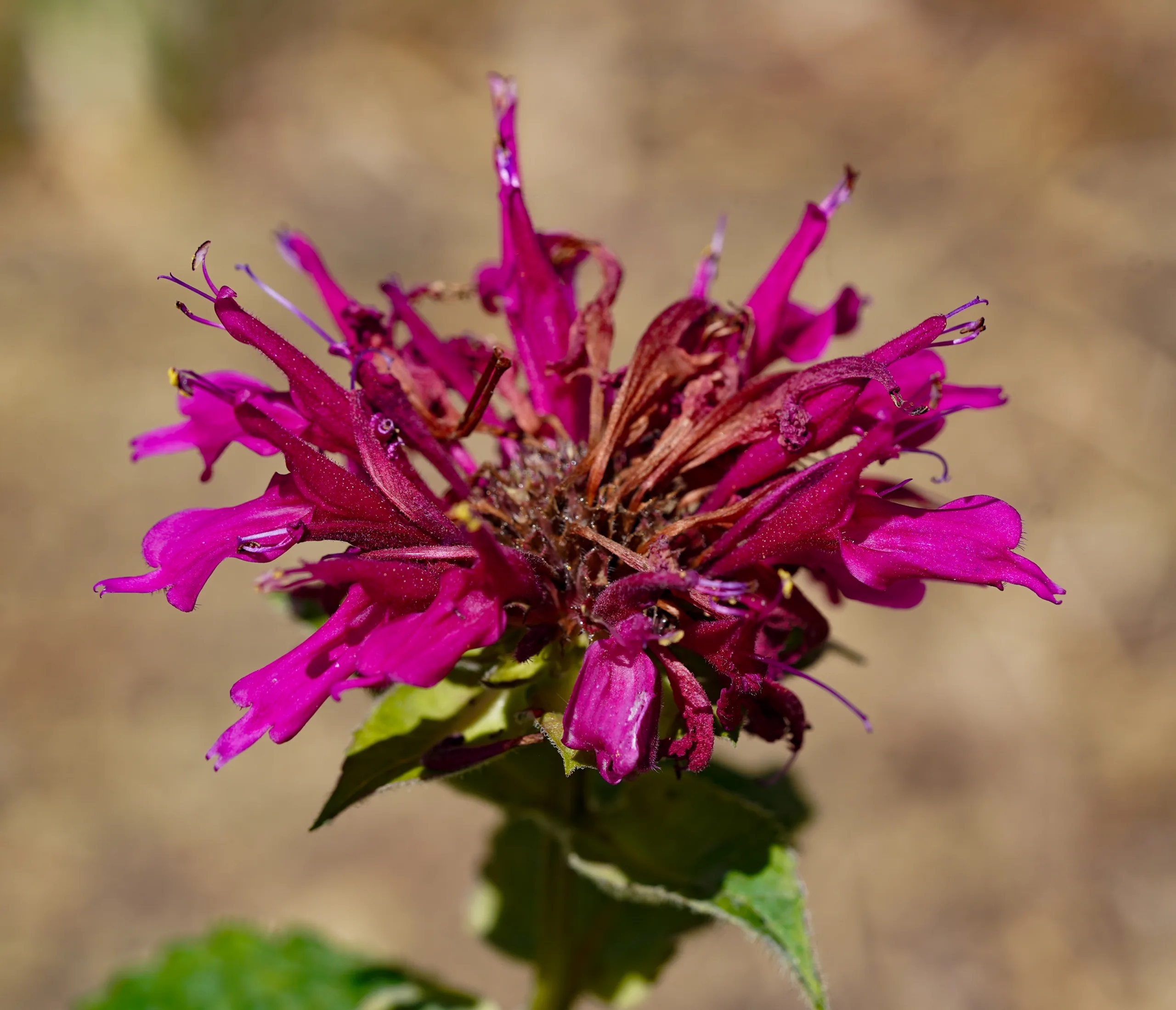Monarda didyma