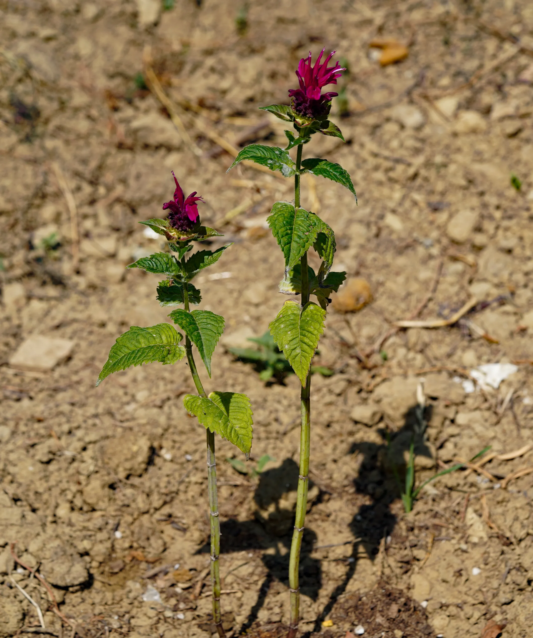 Monarda didyma