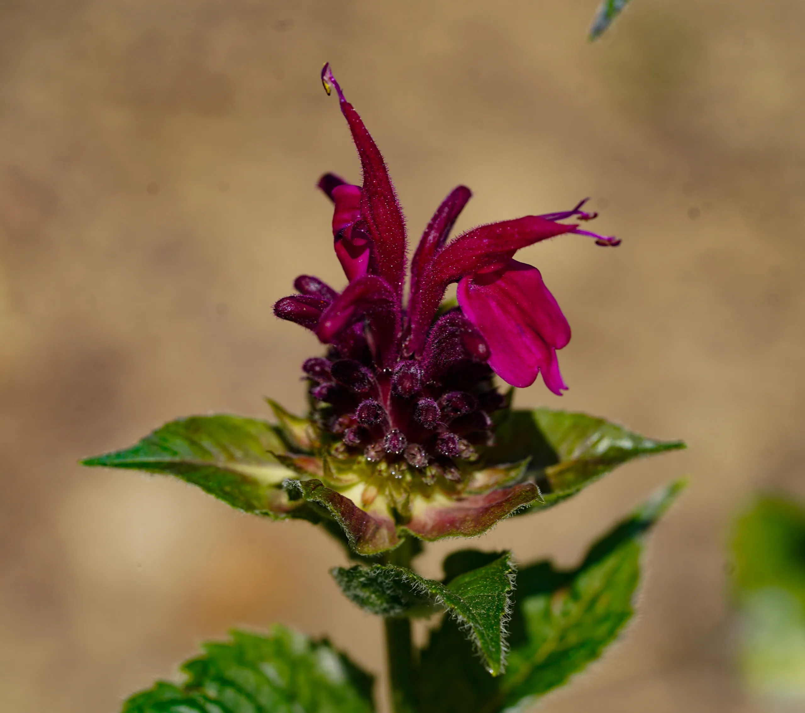 Monarda didyma