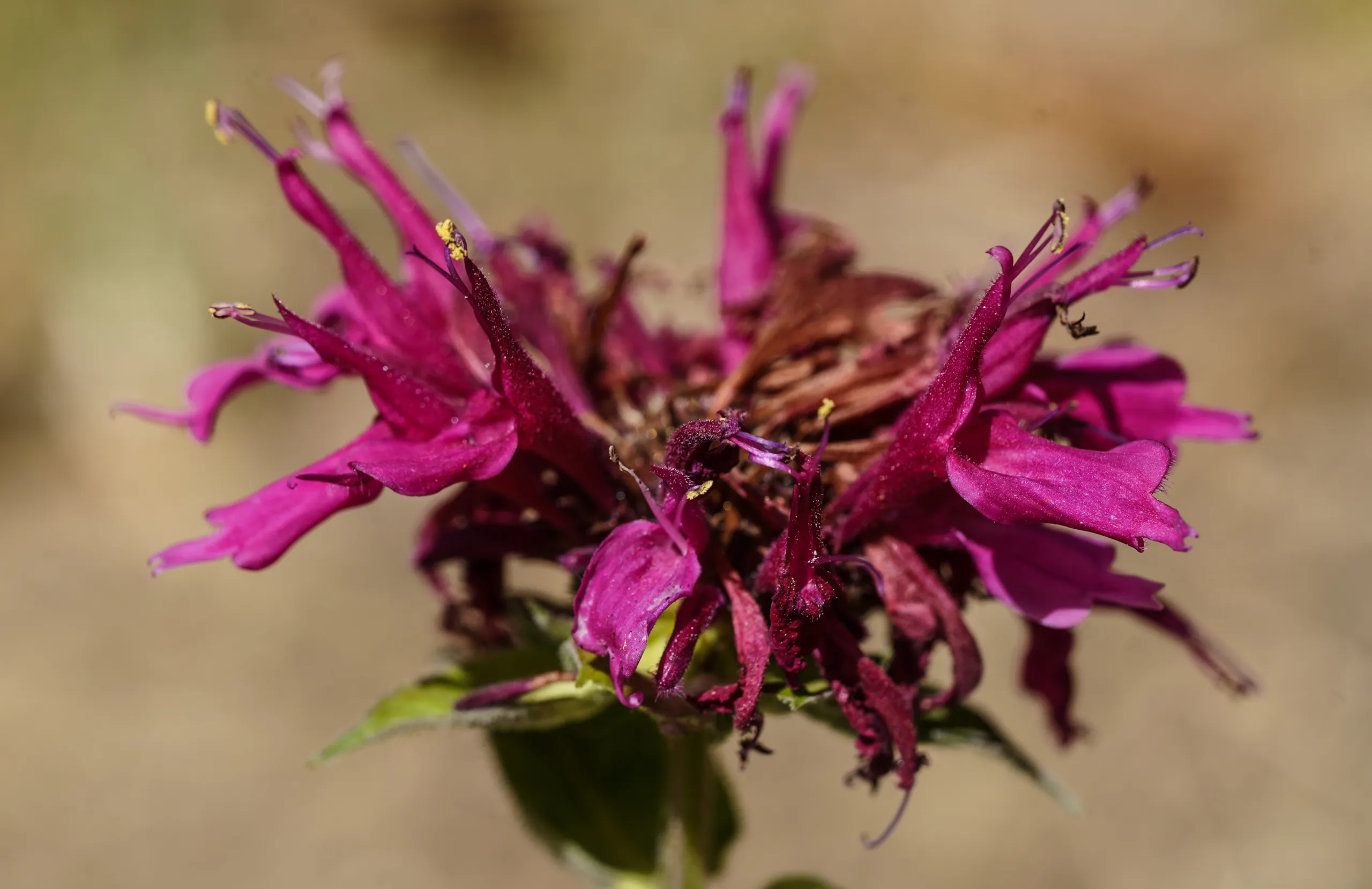 Monarda didyma