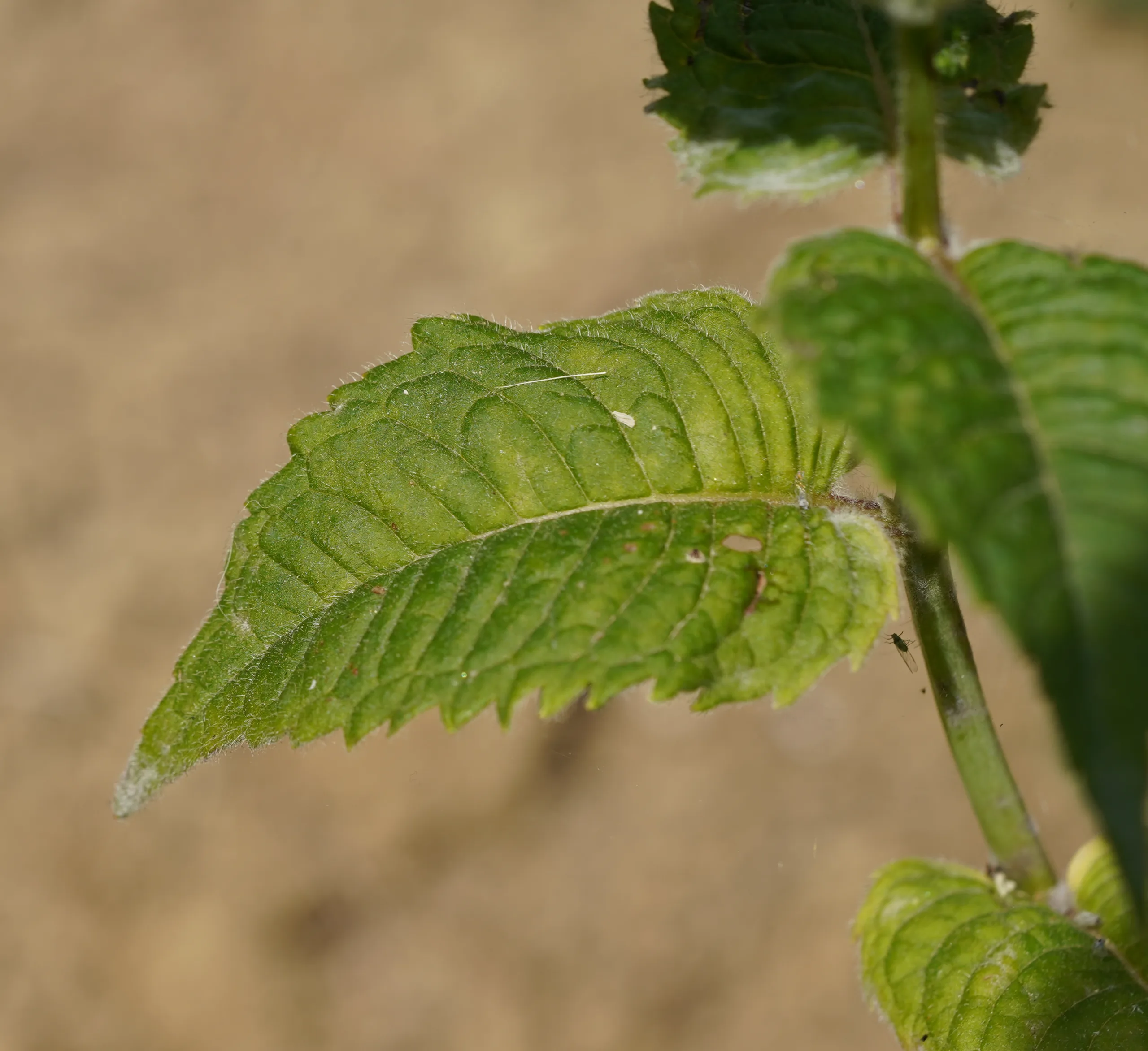 Monarda didyma