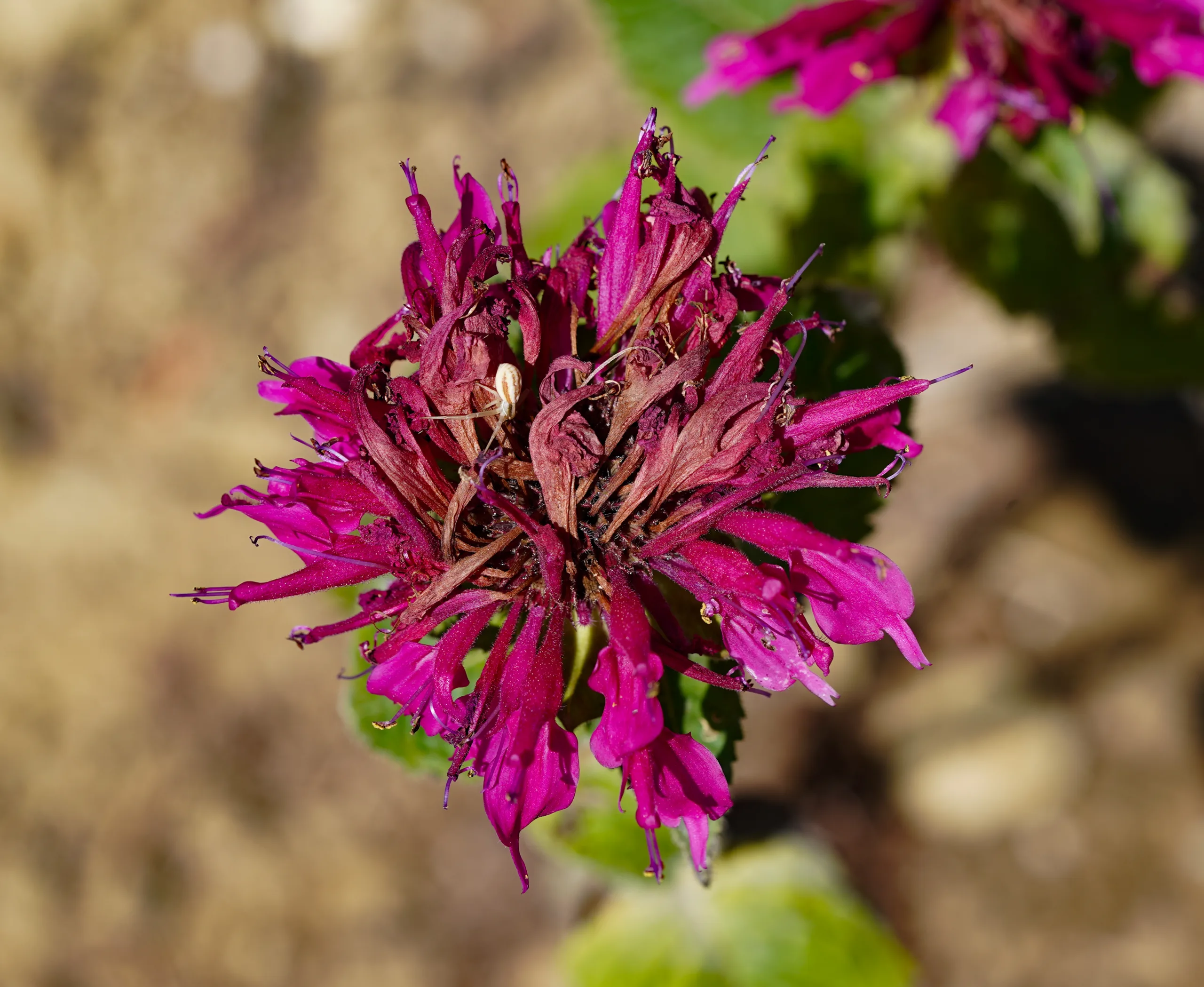 Monarda didyma