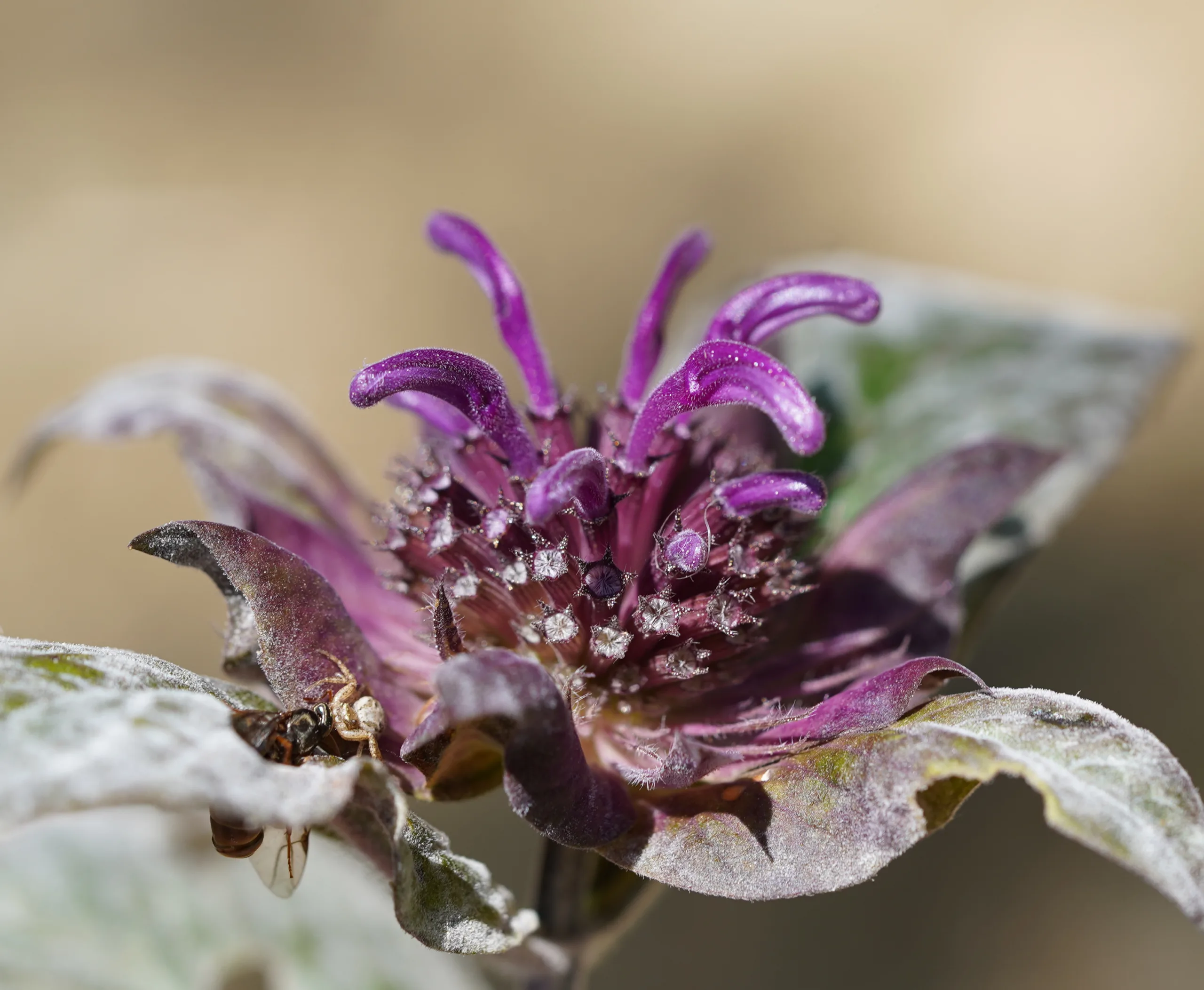 Monarda fistulosa