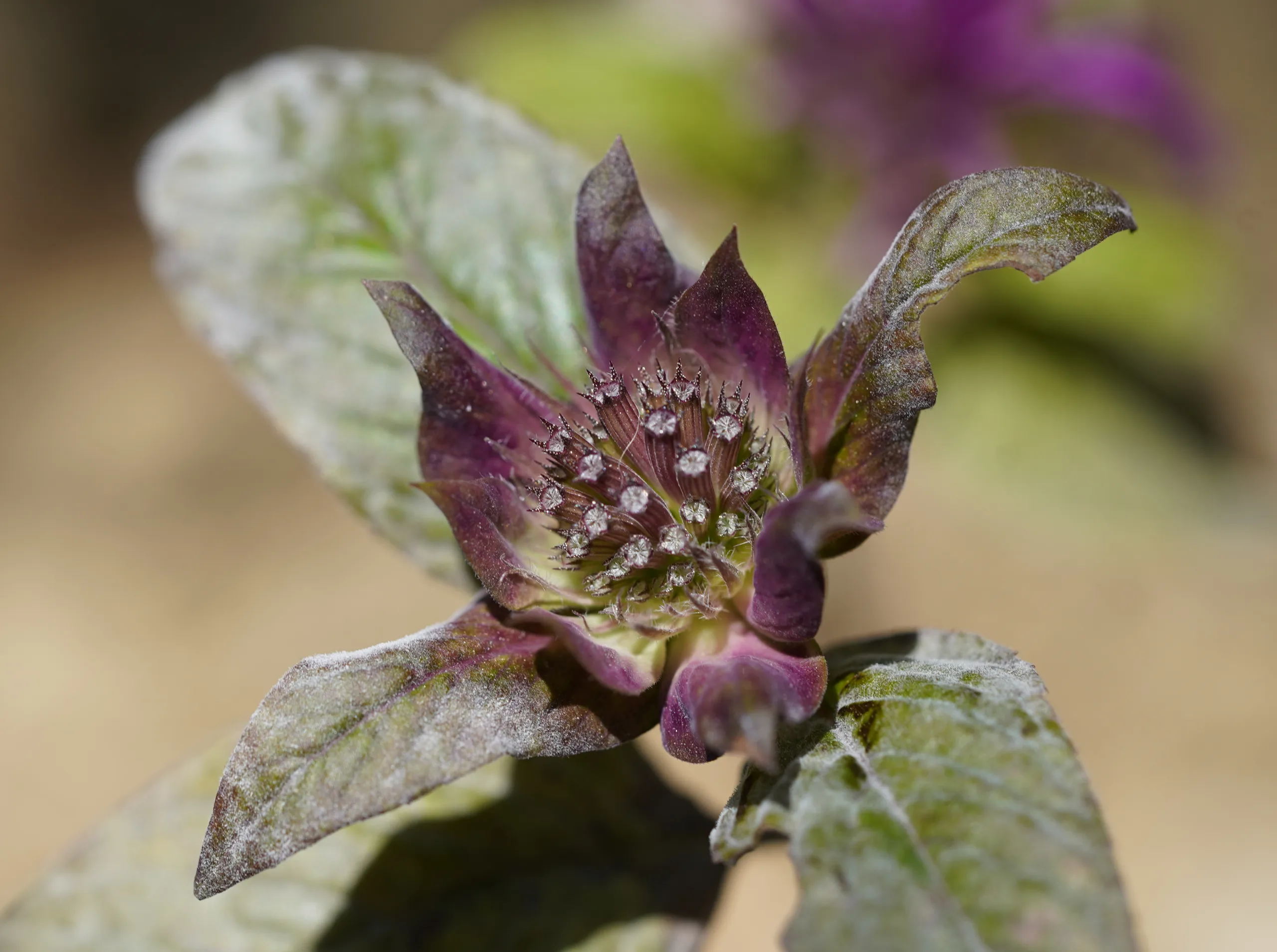 Monarda fistulosa