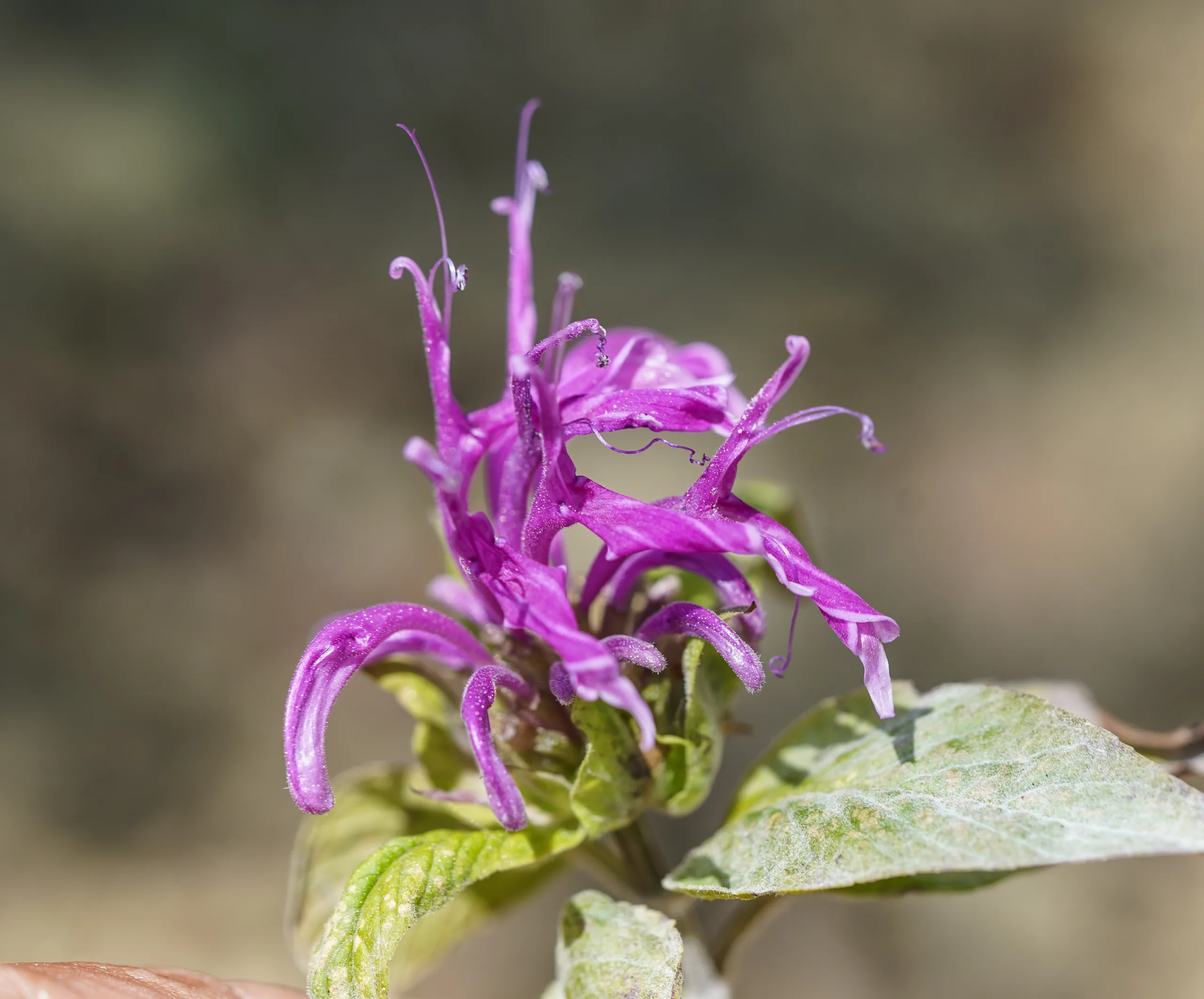 Monarda fistulosa