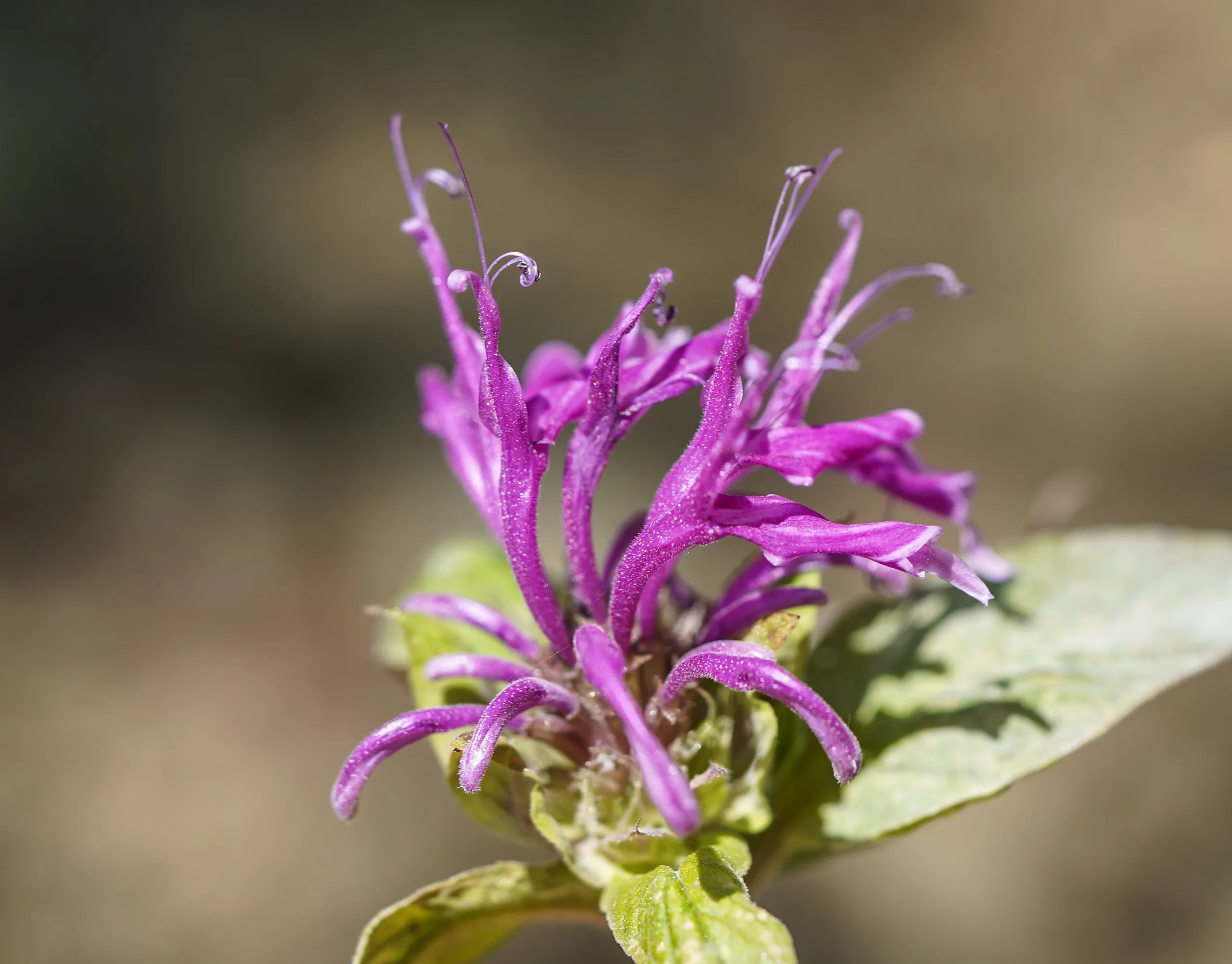 Monarda fistulosa