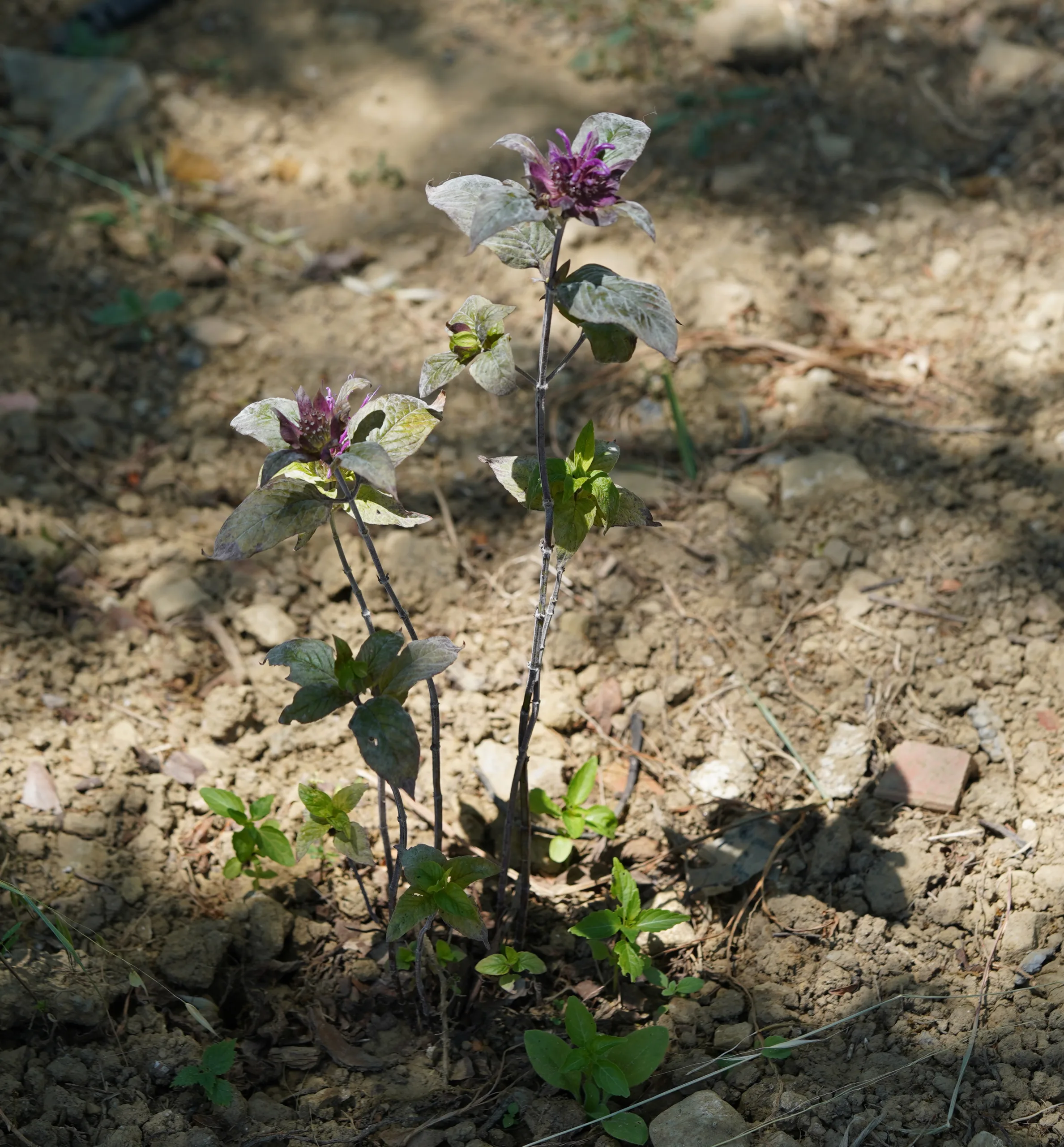 Monarda fistulosa