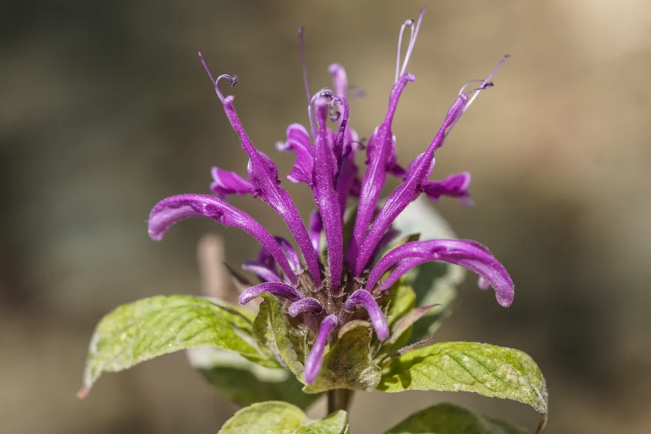 Monarda fistulosa