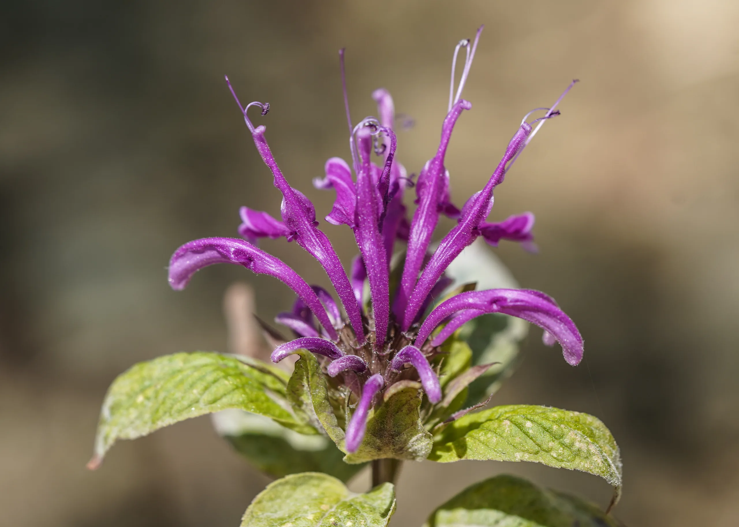 Monarda fistulosa