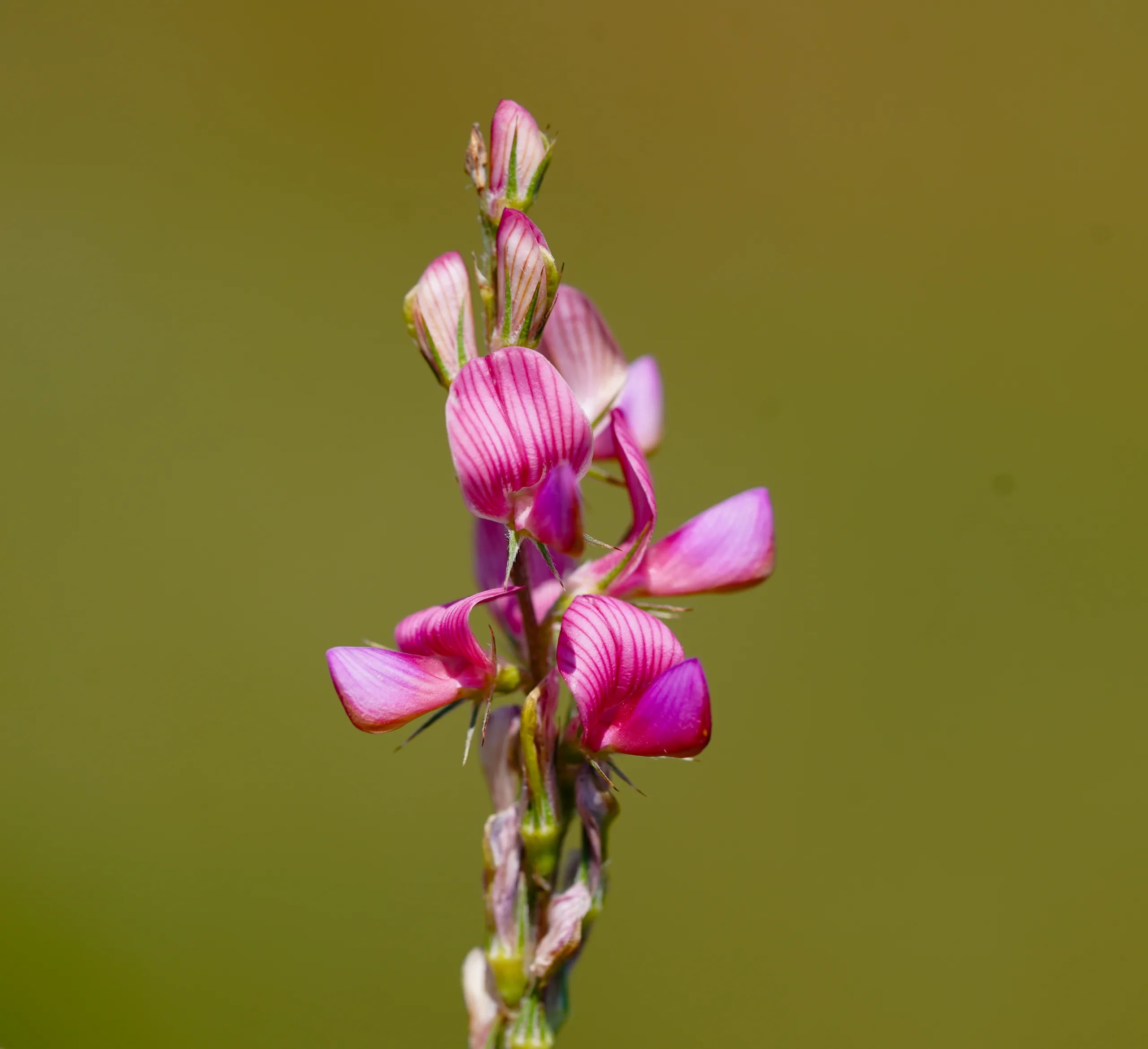 Onobrychis arenaria subsp. cana