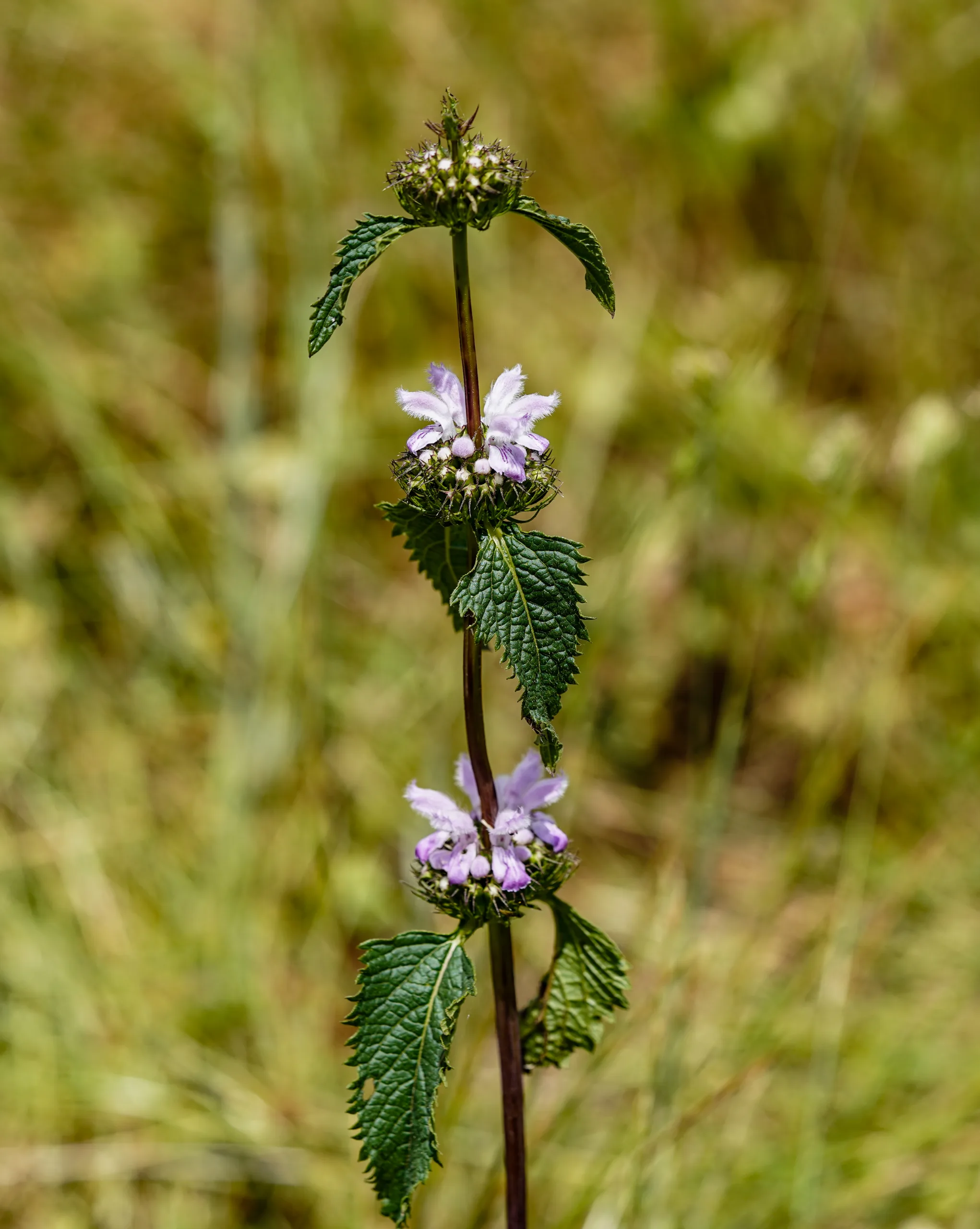 Phlomoides tuberosa