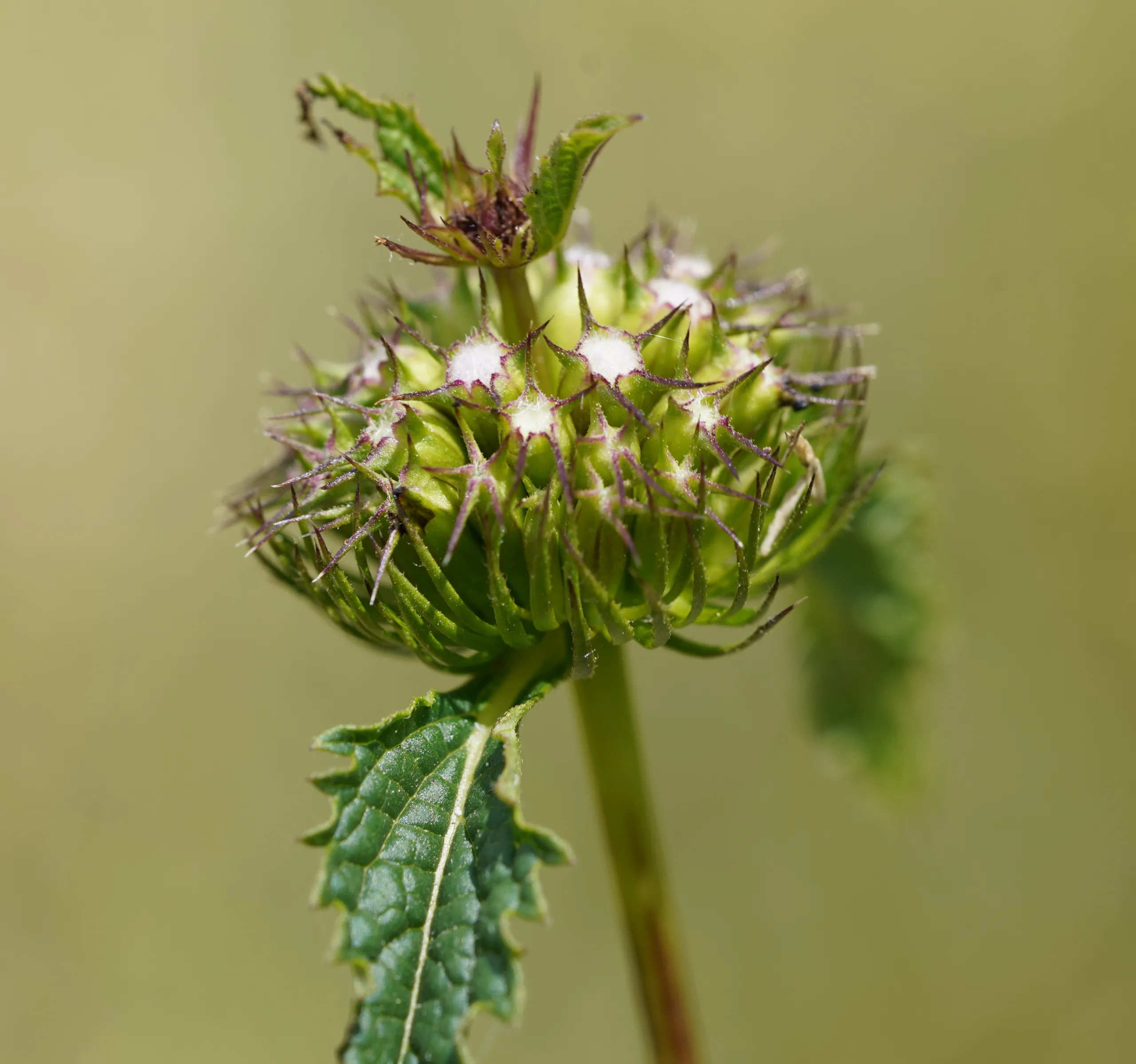 Phlomoides tuberosa