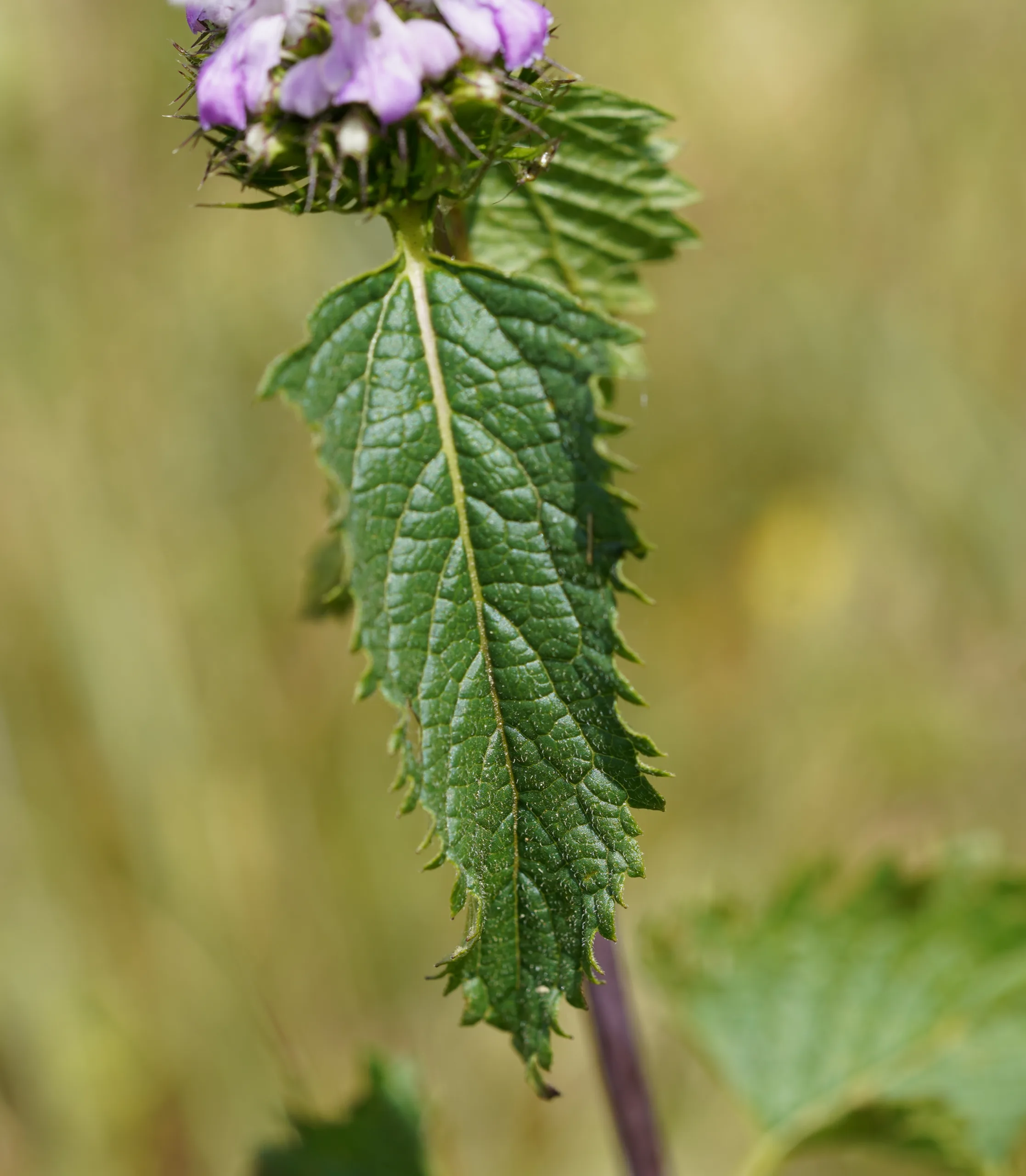 Phlomoides tuberosa