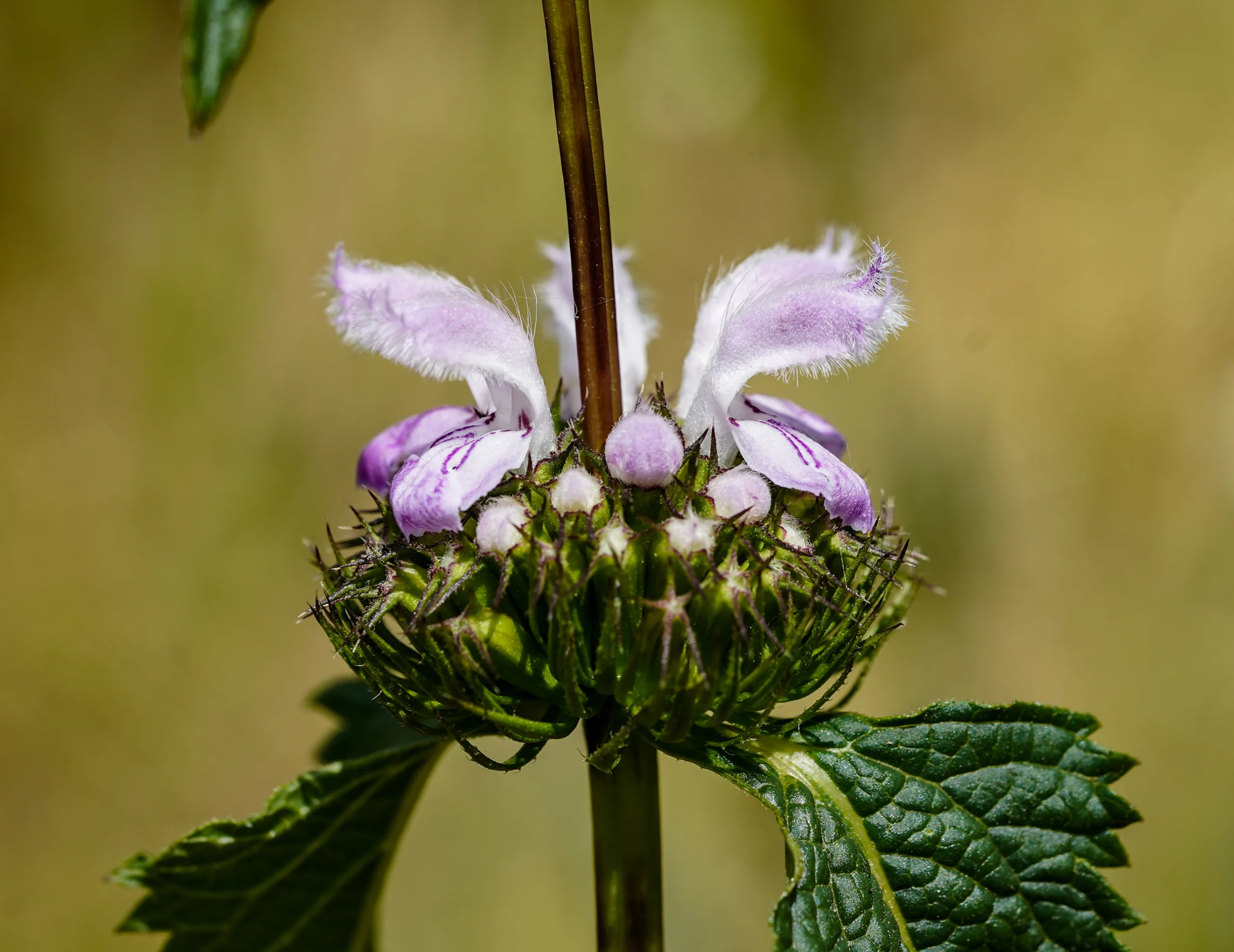 Phlomoides tuberosa