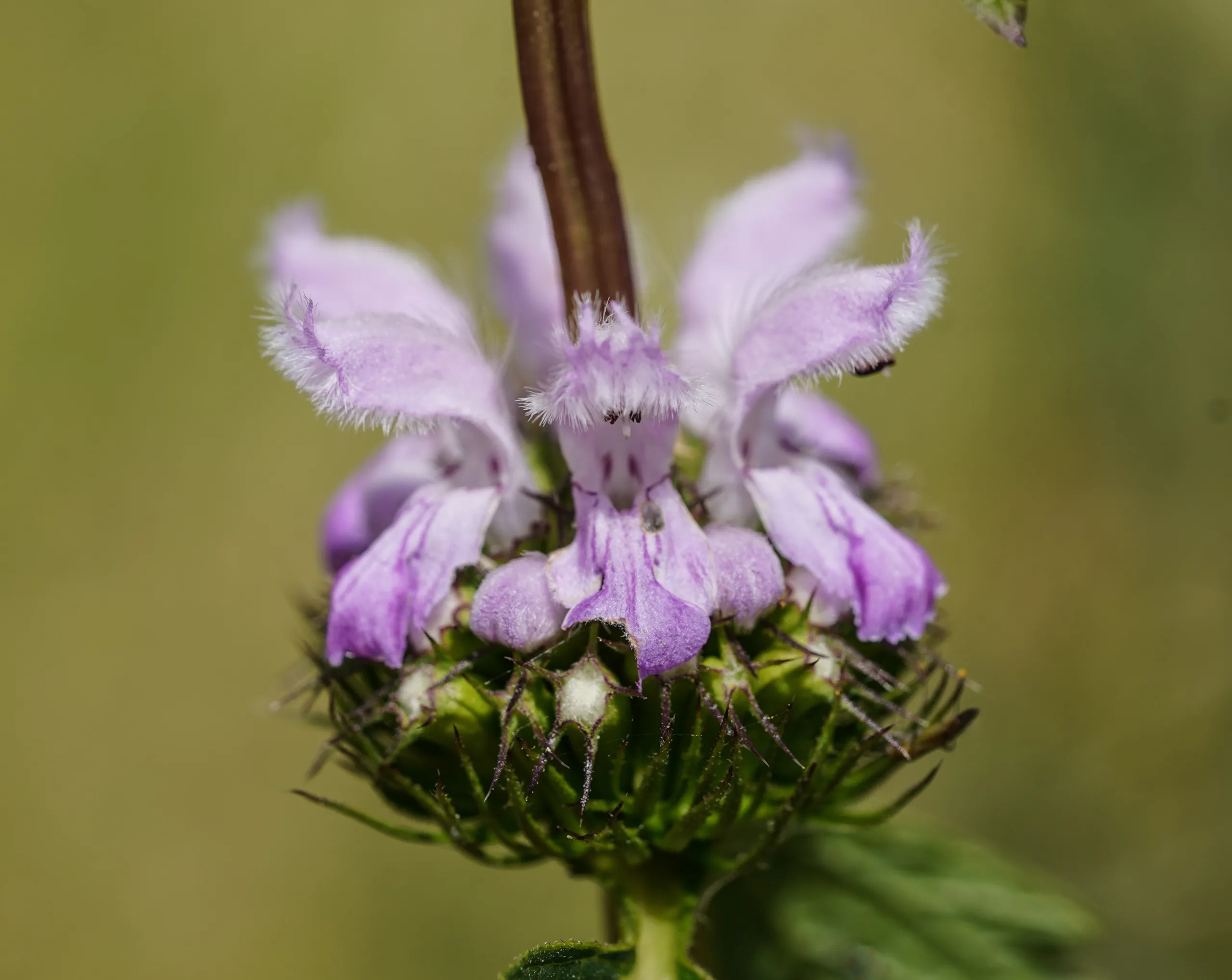 Phlomoides tuberosa