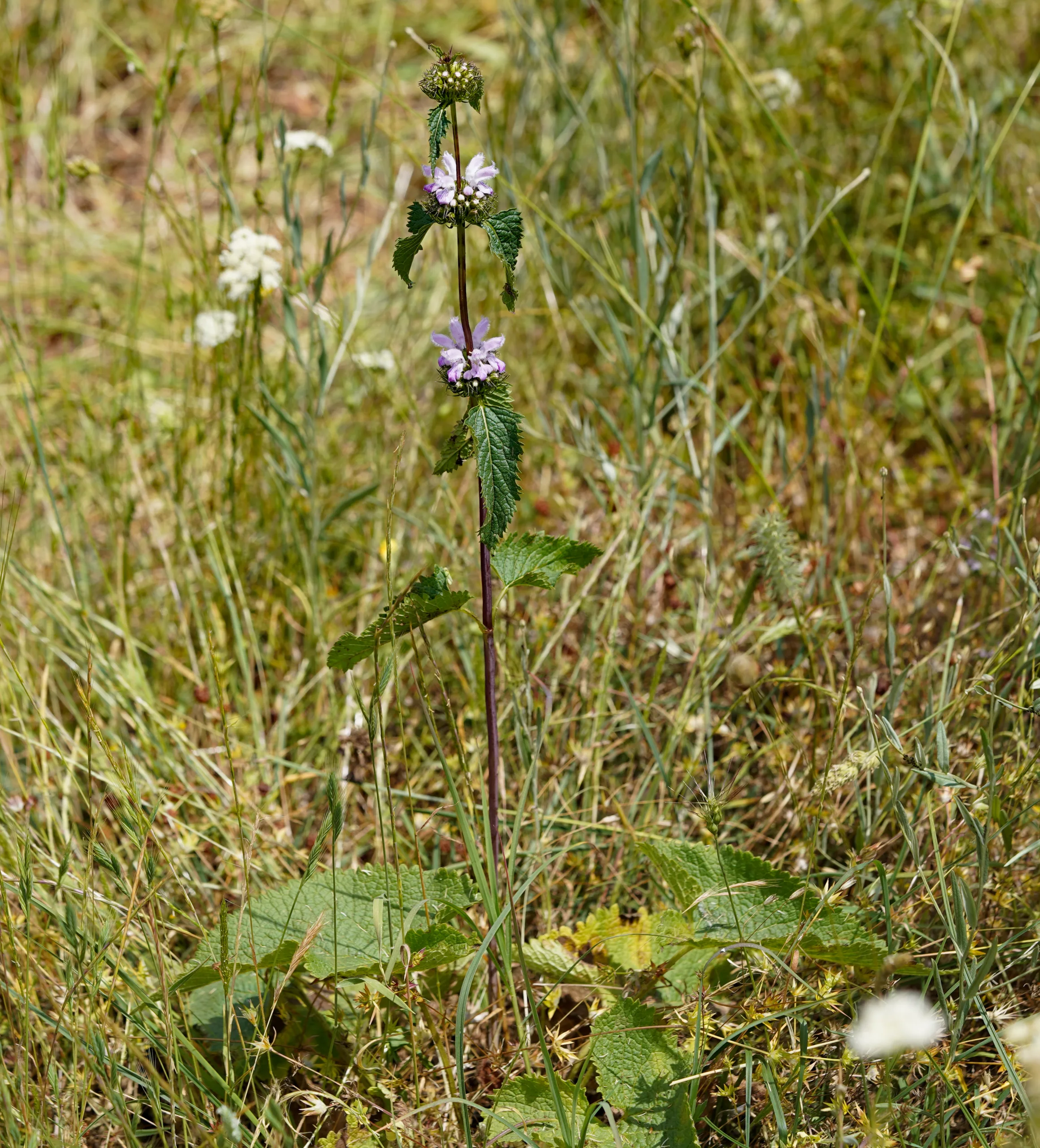 Phlomoides tuberosa