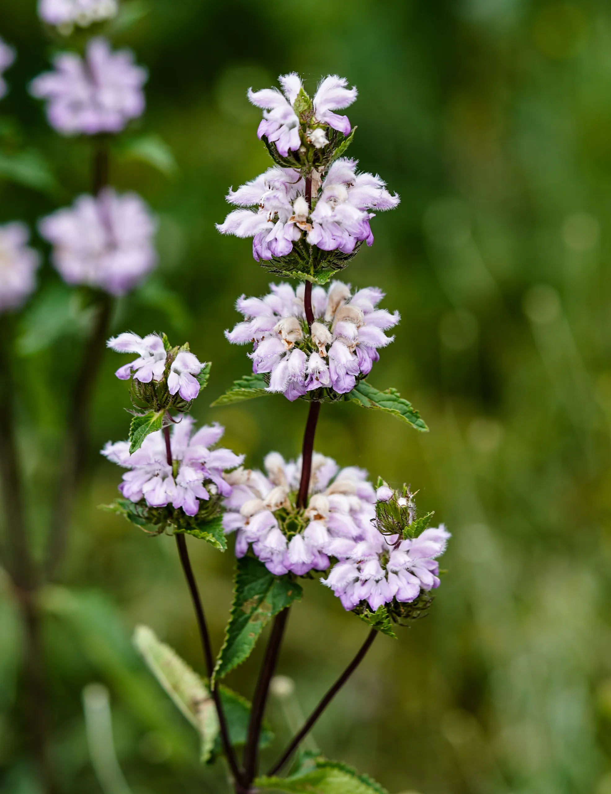 Phlomoides tuberosa