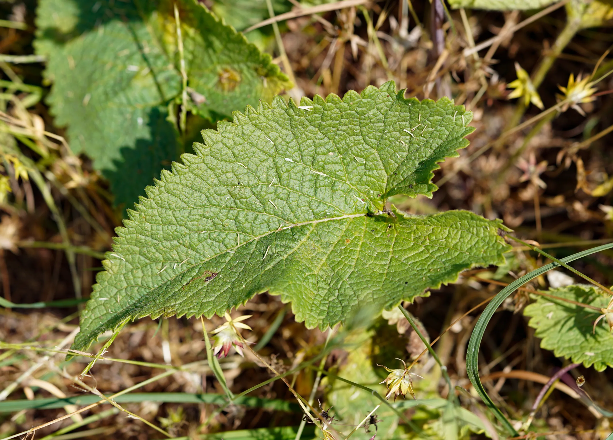 Phlomoides tuberosa