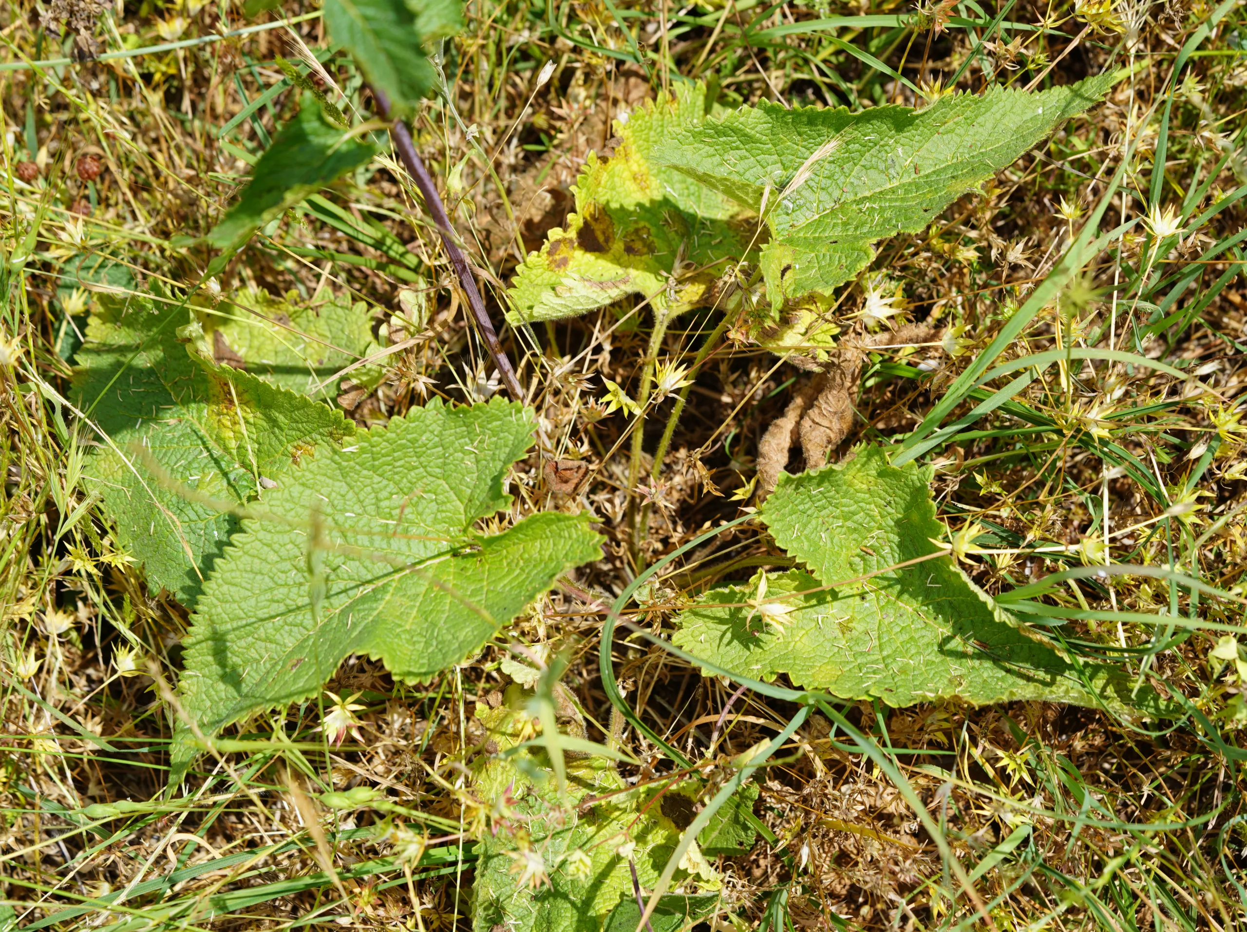 Phlomoides tuberosa