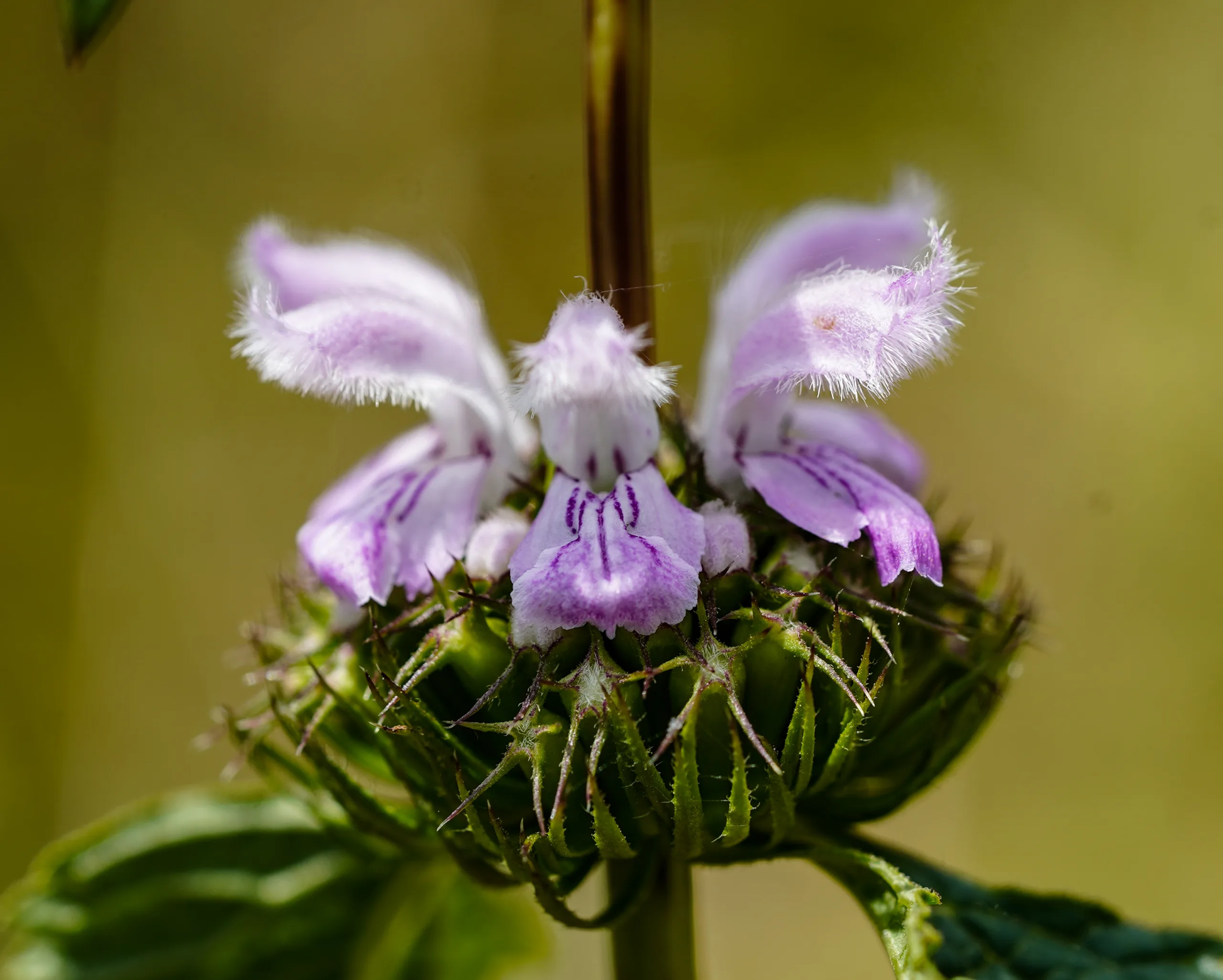 Phlomoides tuberosa