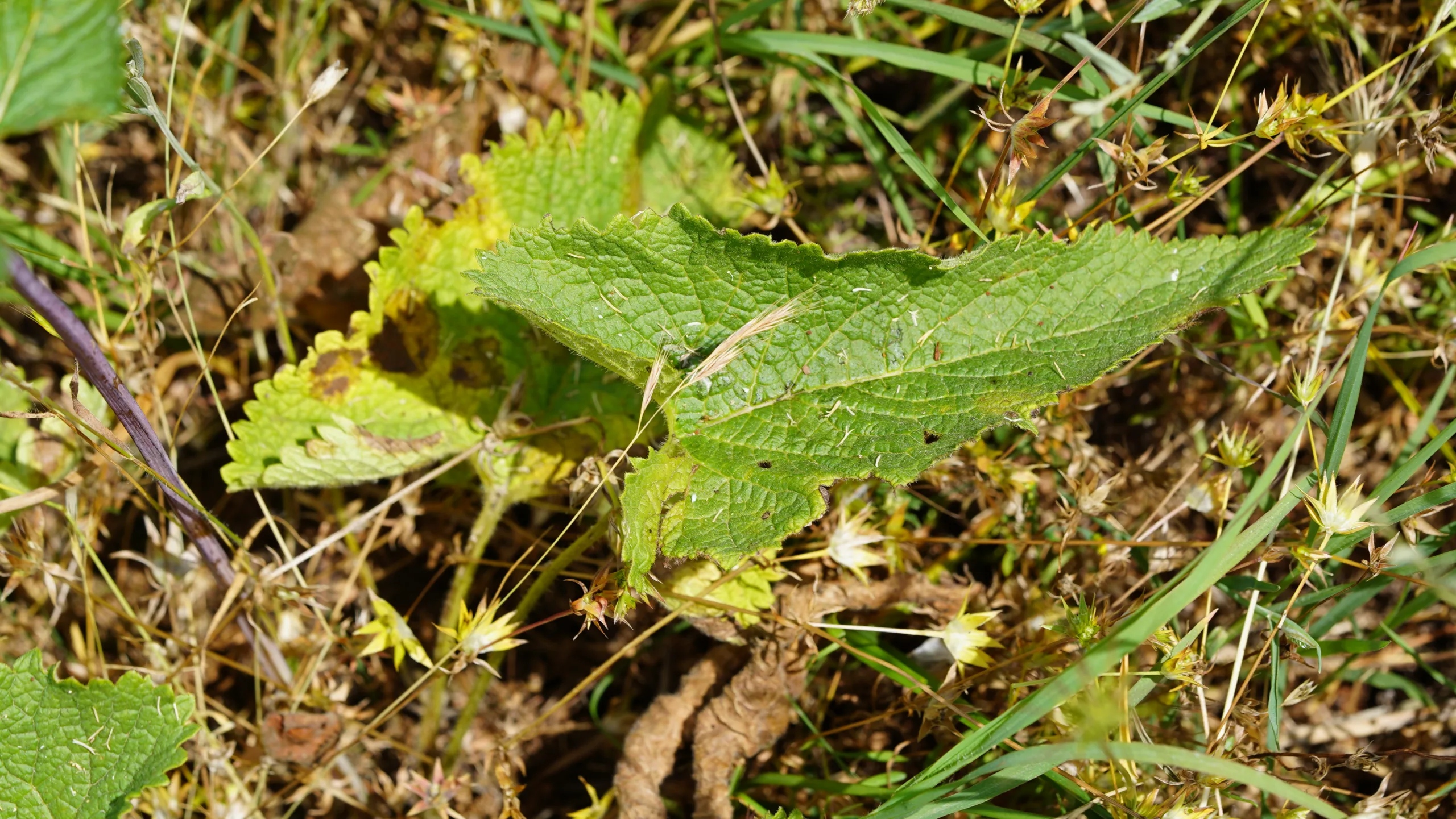 Phlomoides tuberosa