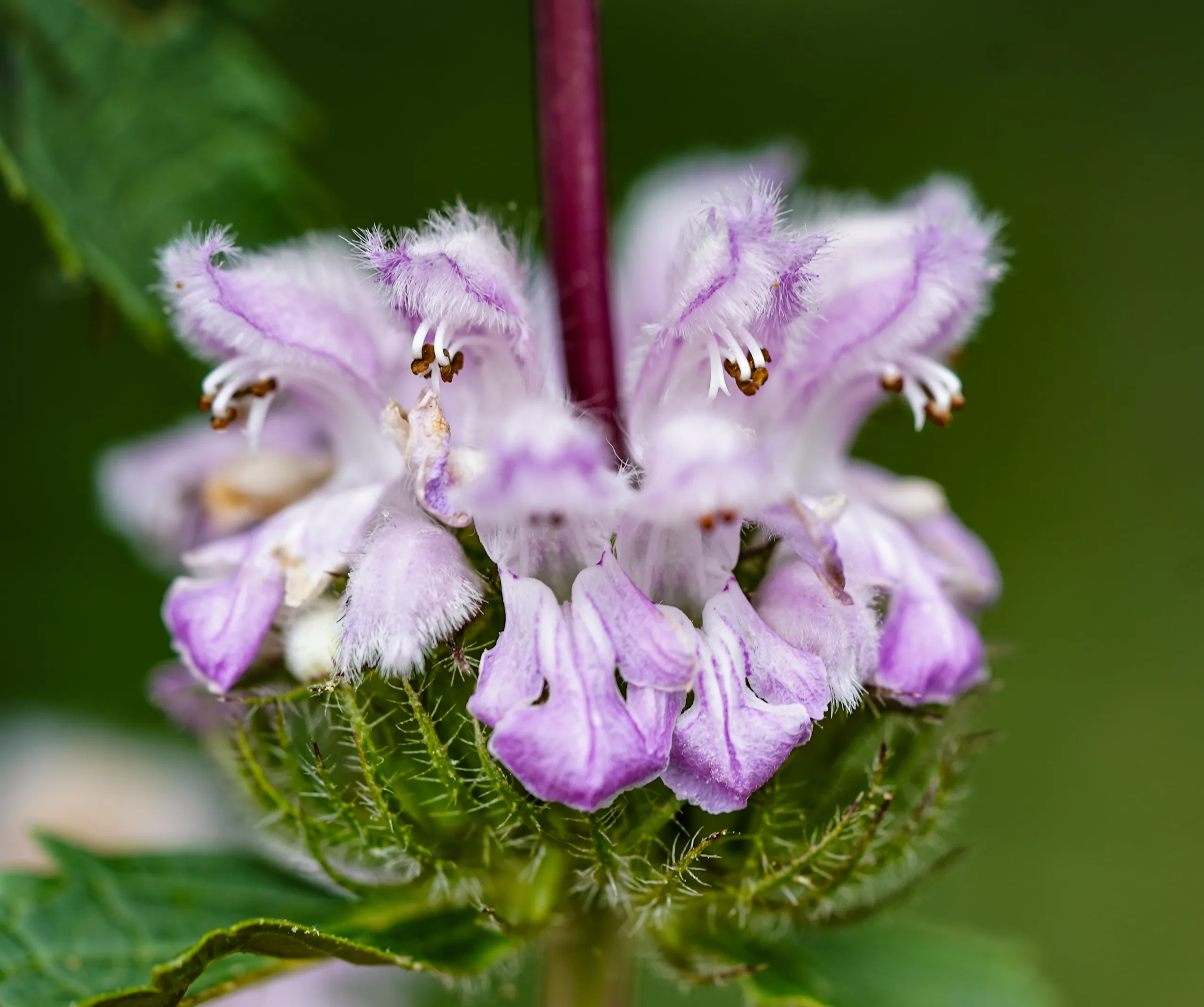 Phlomoides tuberosa