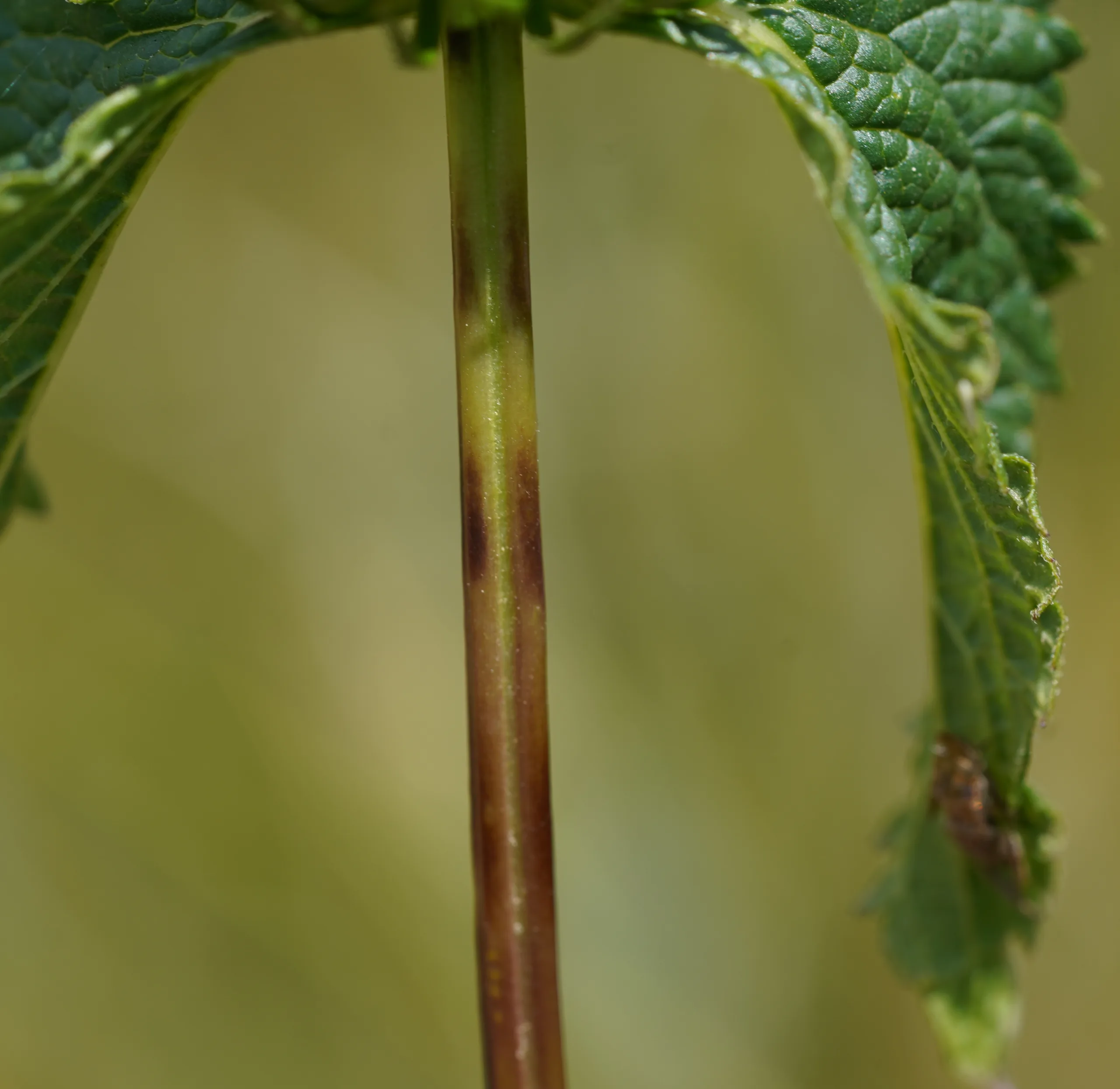 Phlomoides tuberosa