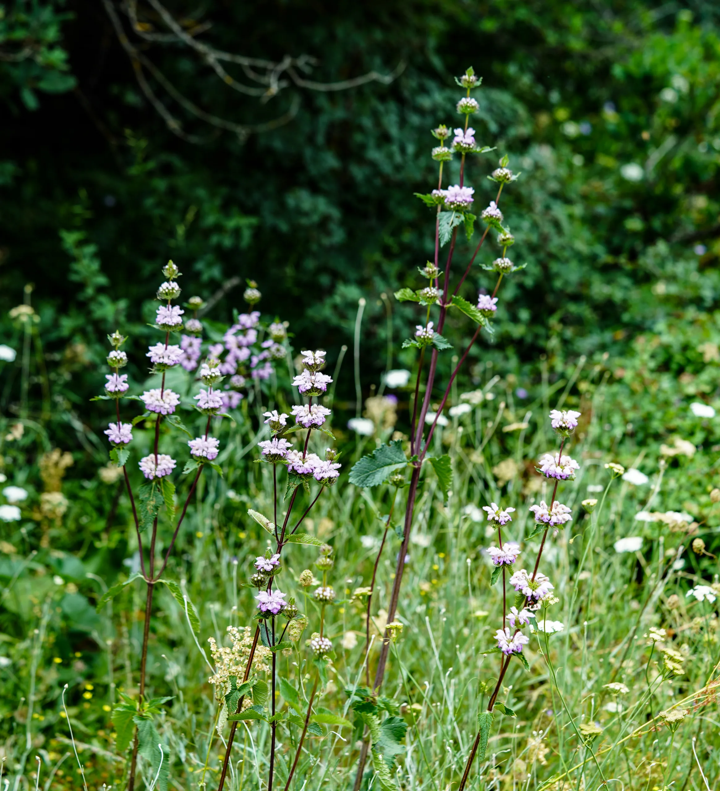 Phlomoides tuberosa