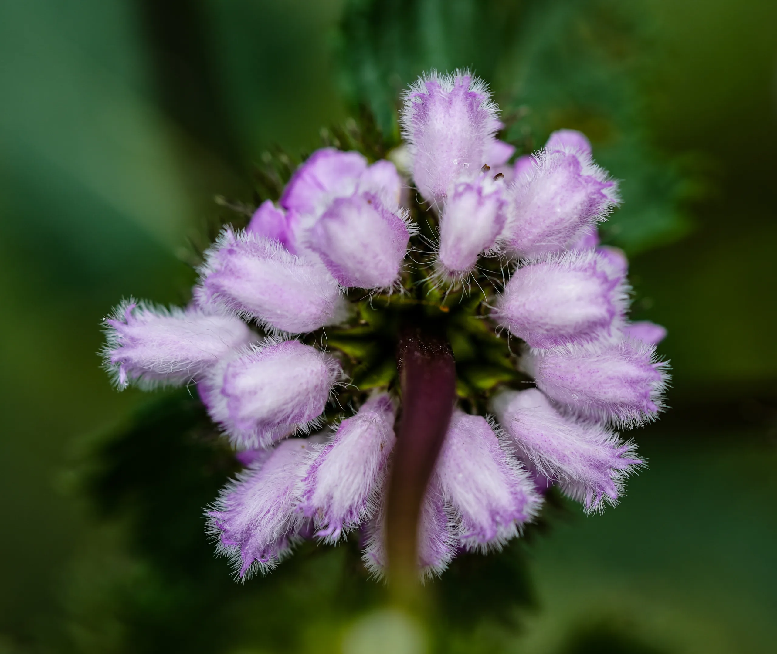 Phlomoides tuberosa