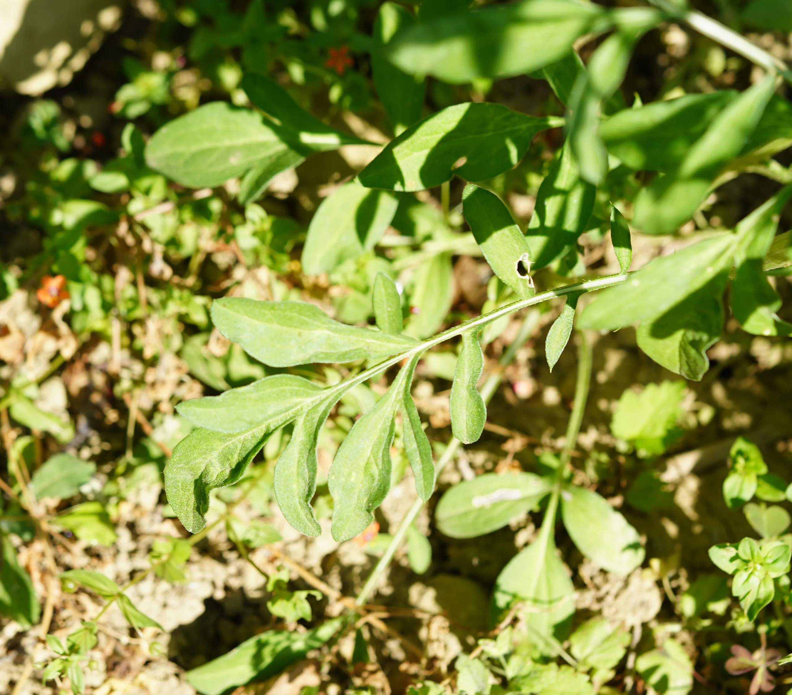 Ratibida columnifera