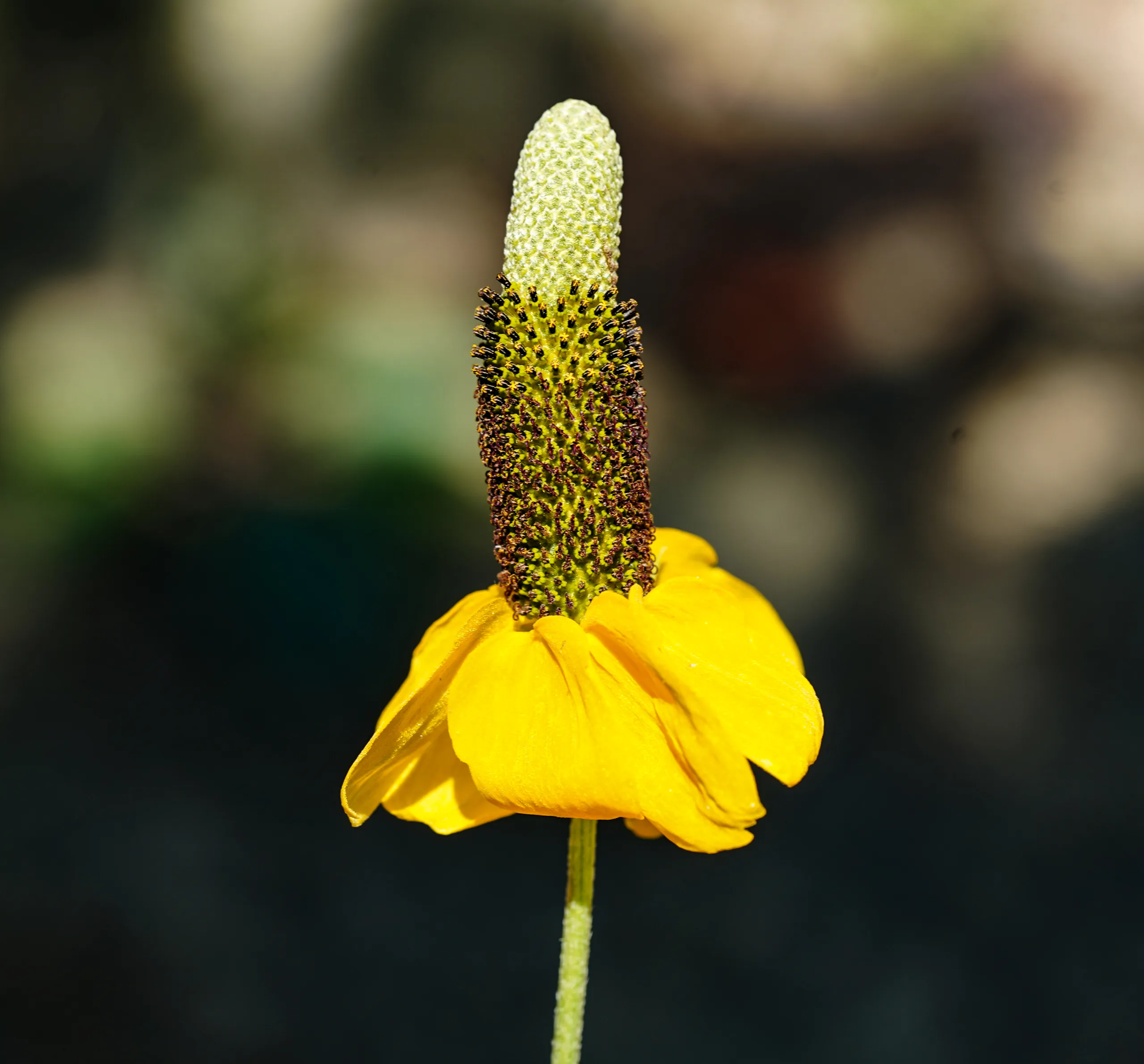Ratibida columnifera