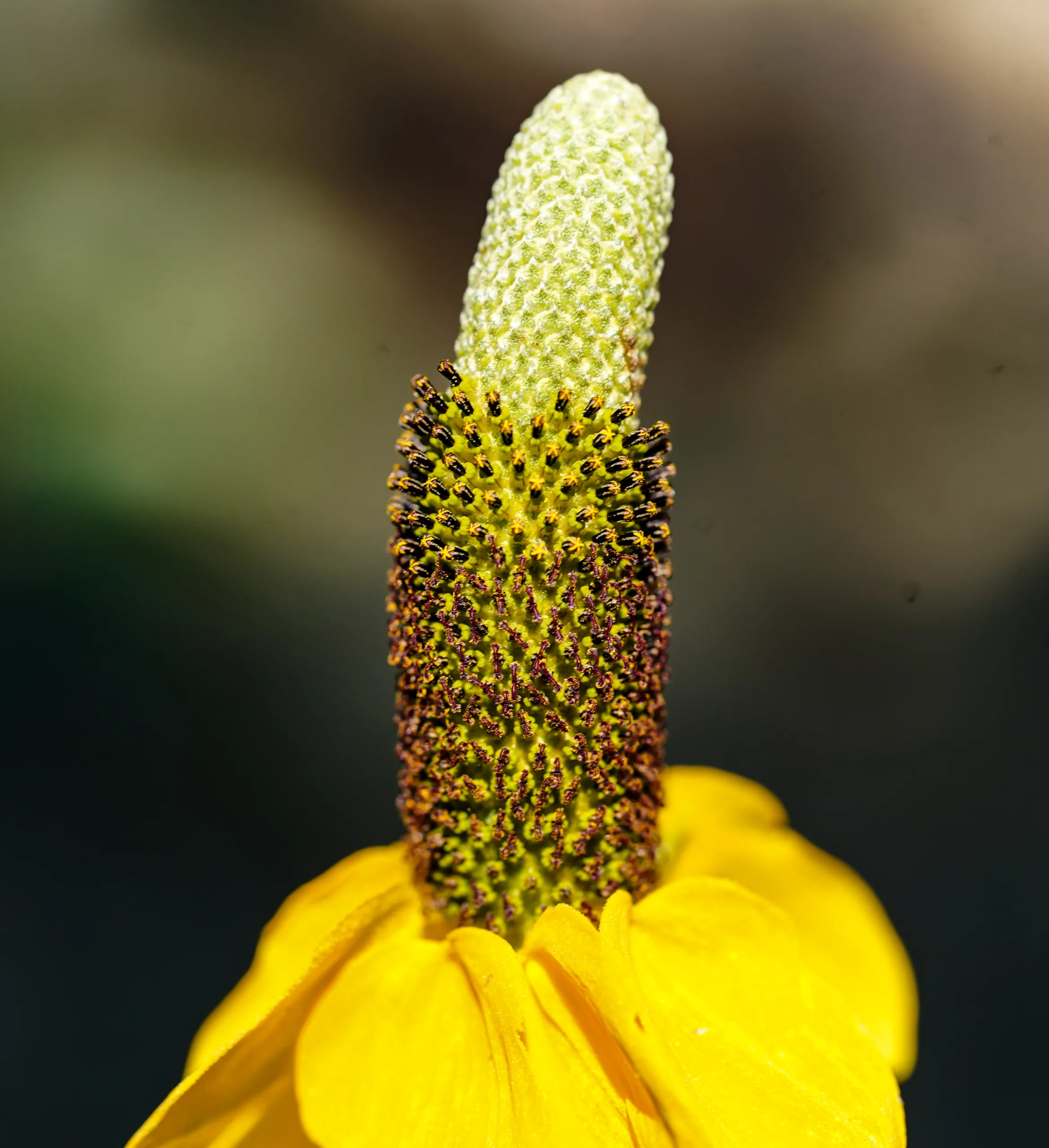 Ratibida columnifera