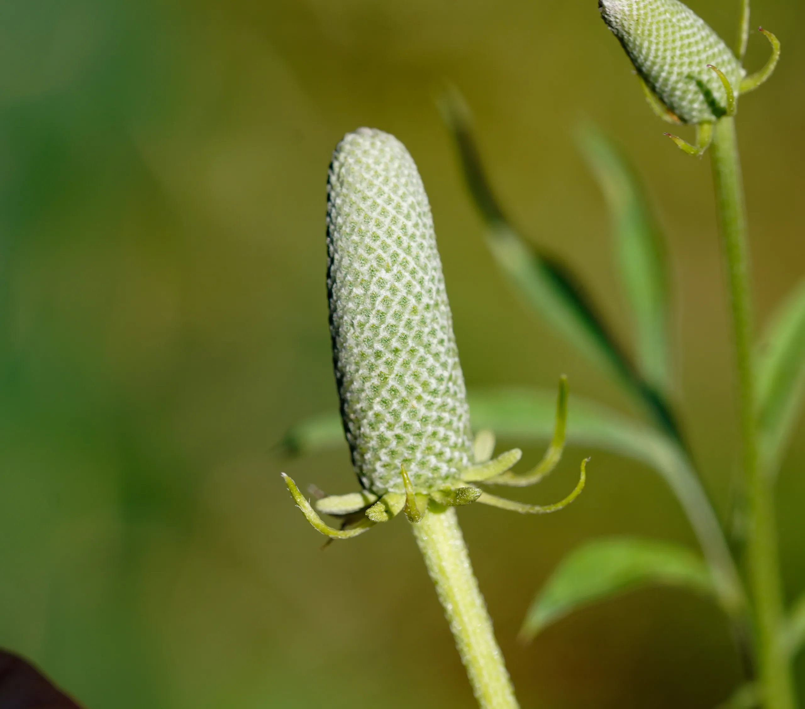 Ratibida columnifera