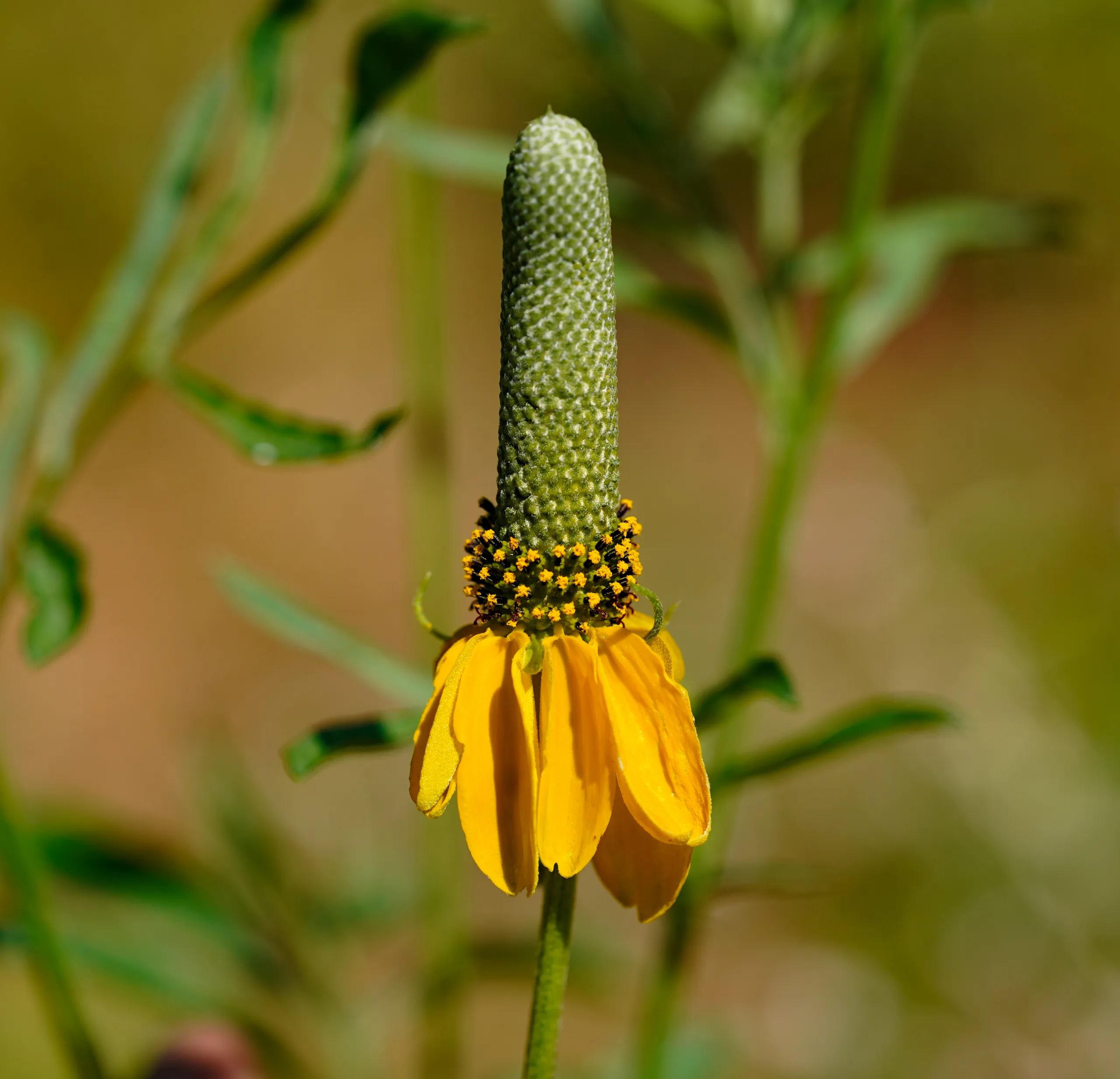 Ratibida columnifera