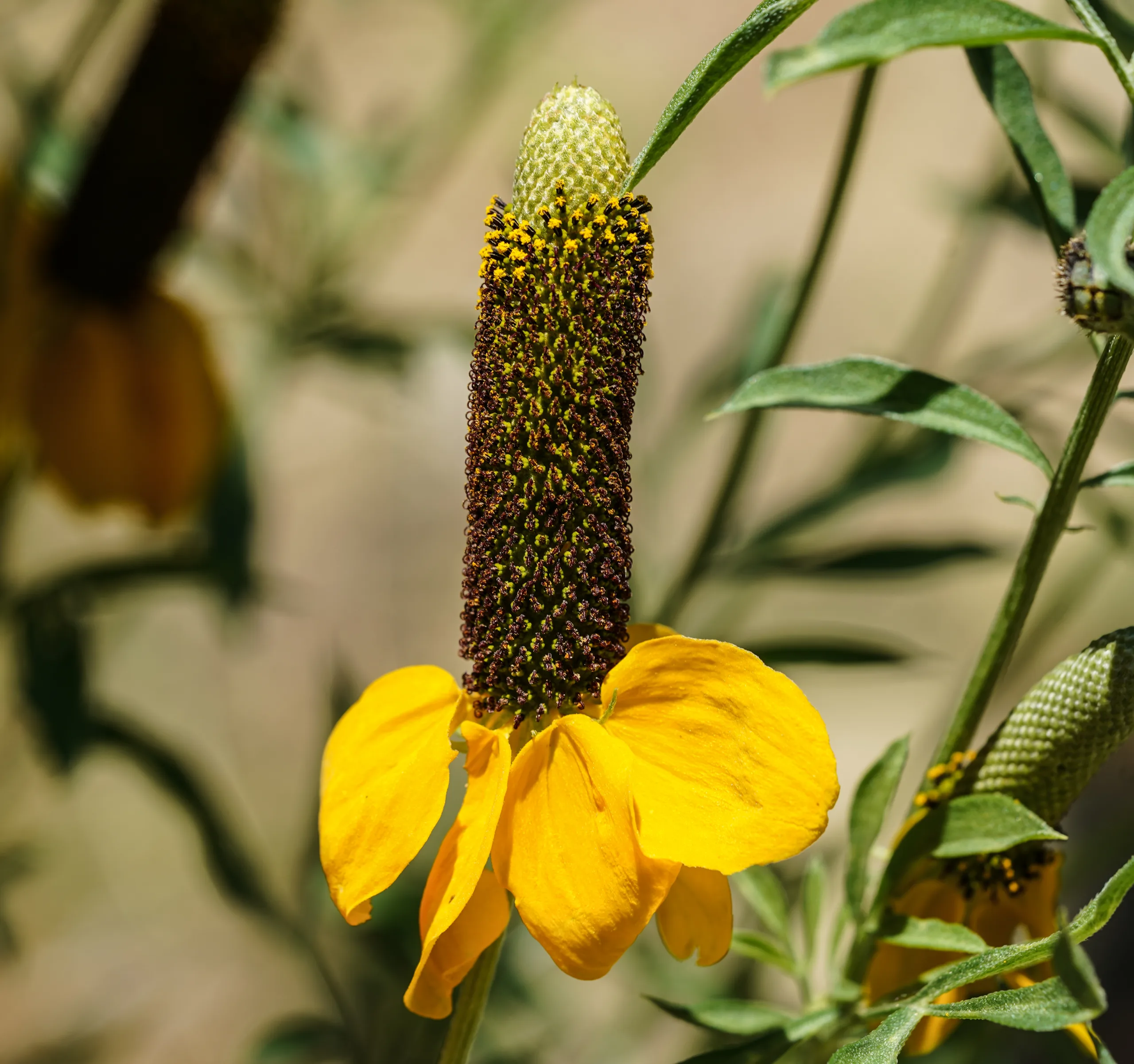Ratibida columnifera