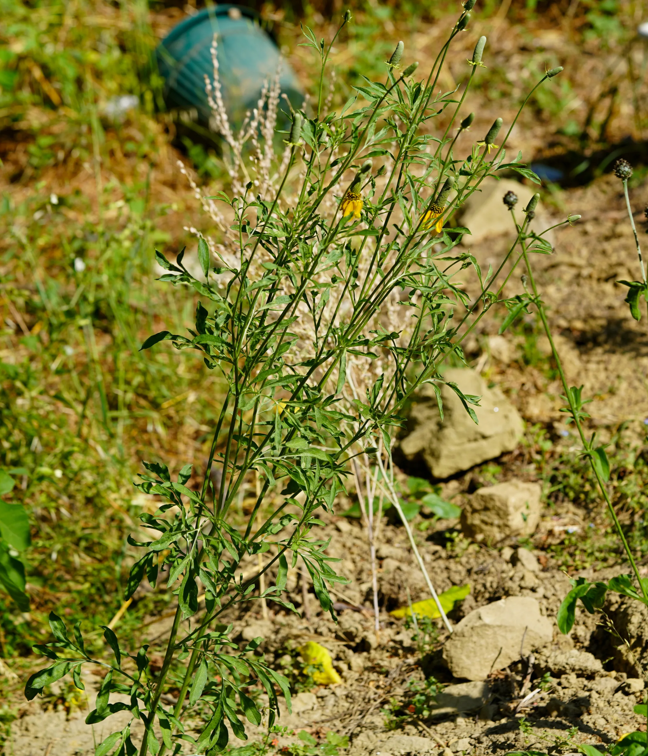 Ratibida columnifera
