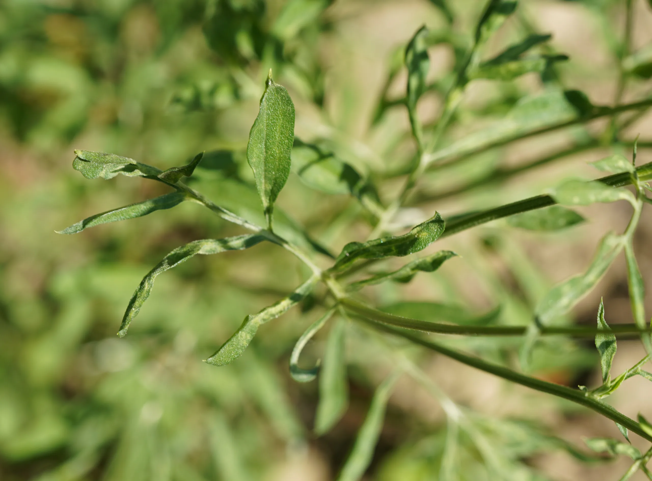 Ratibida columnifera