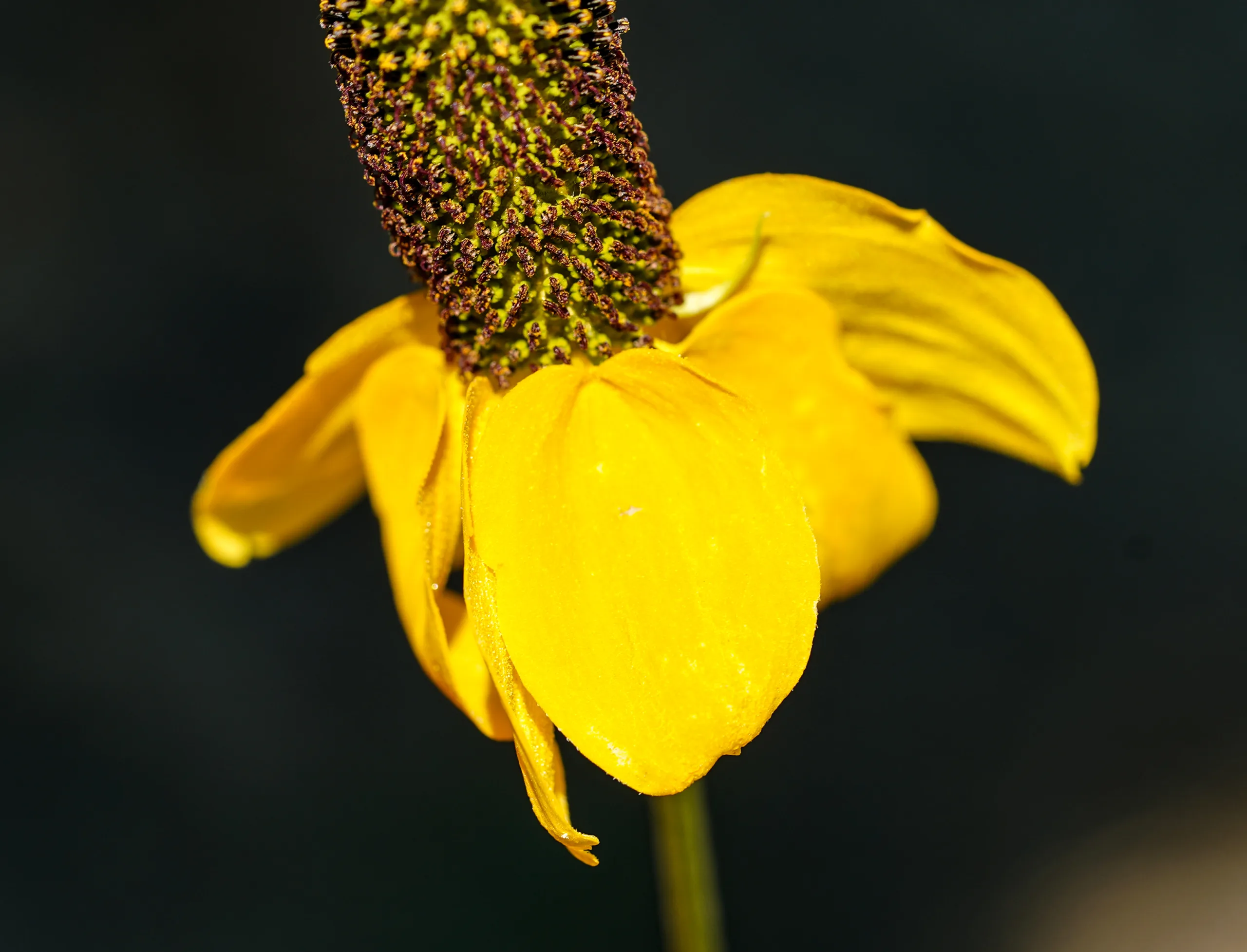 Ratibida columnifera