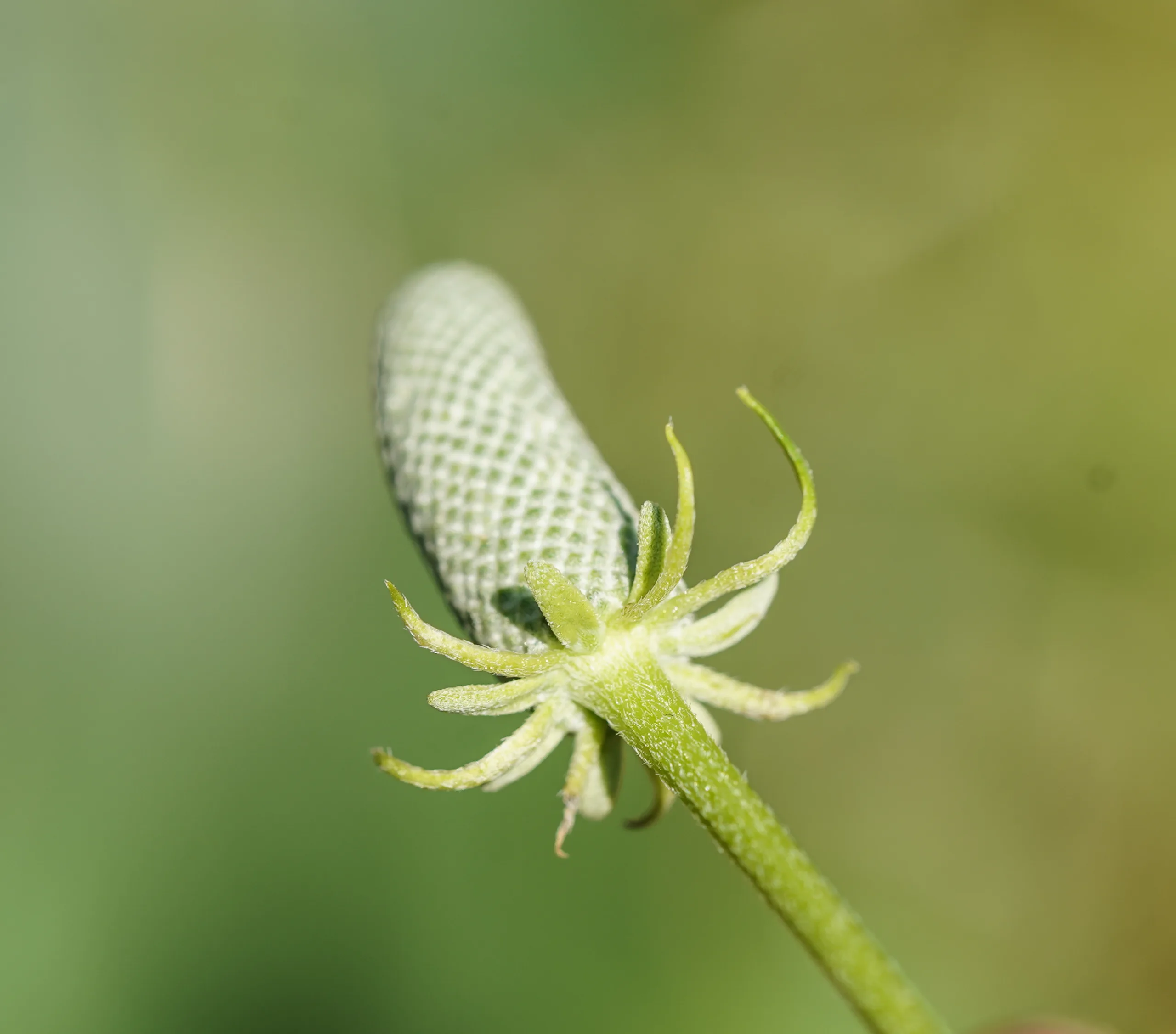 Ratibida columnifera