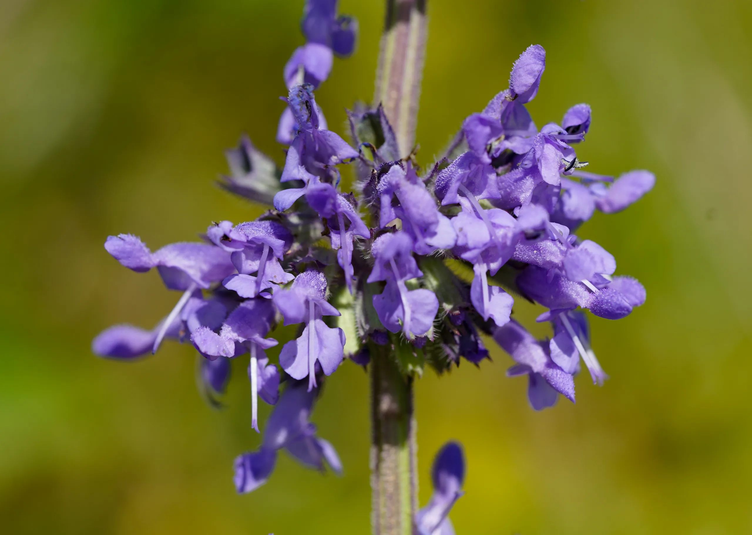 Salvia verticillata