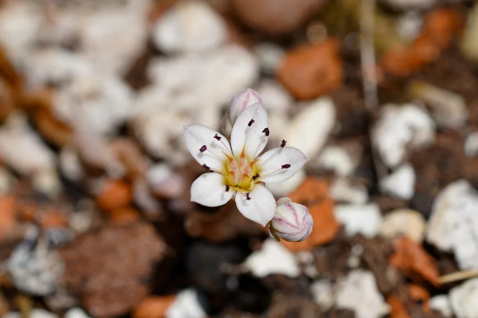Sedum dasyphyllum