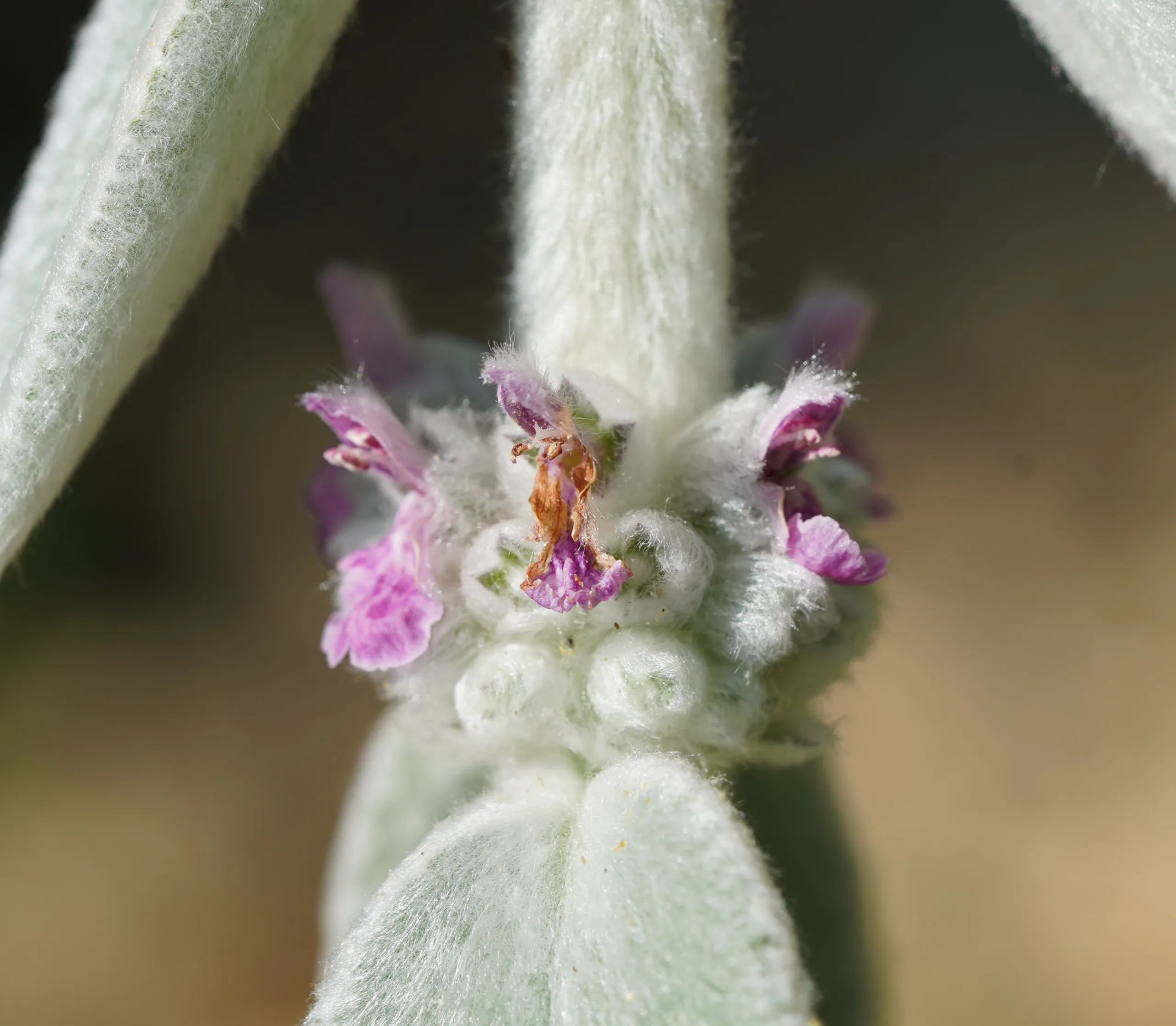 Stachys byzantina