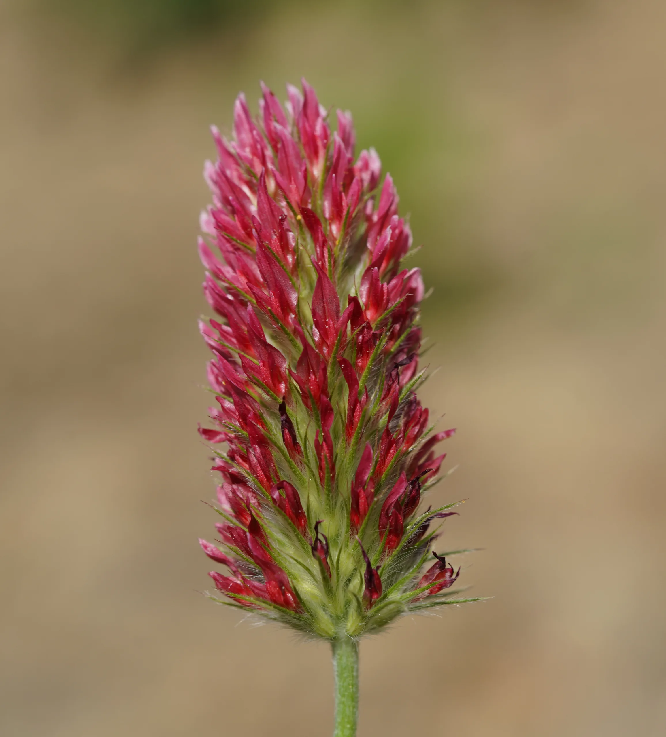 Trifolium incarnatum