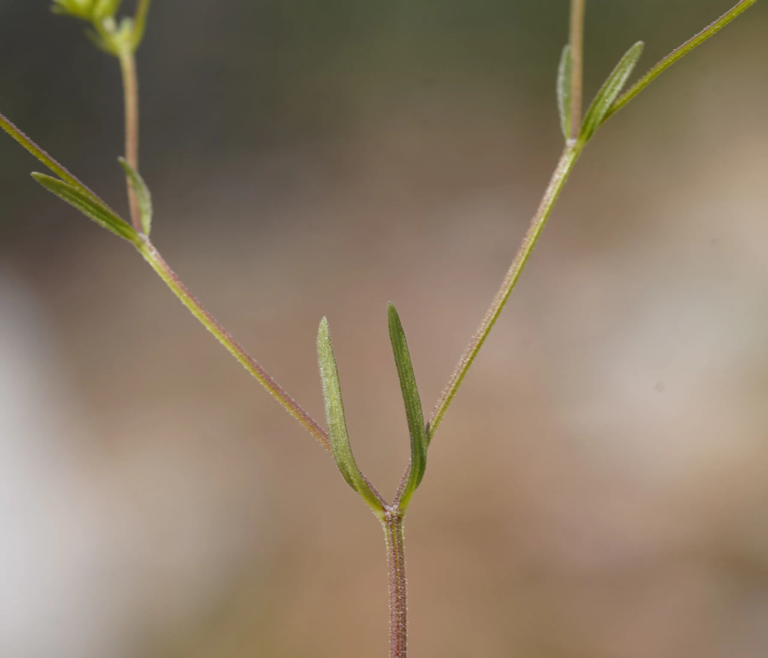 Valeriana eriocarpa