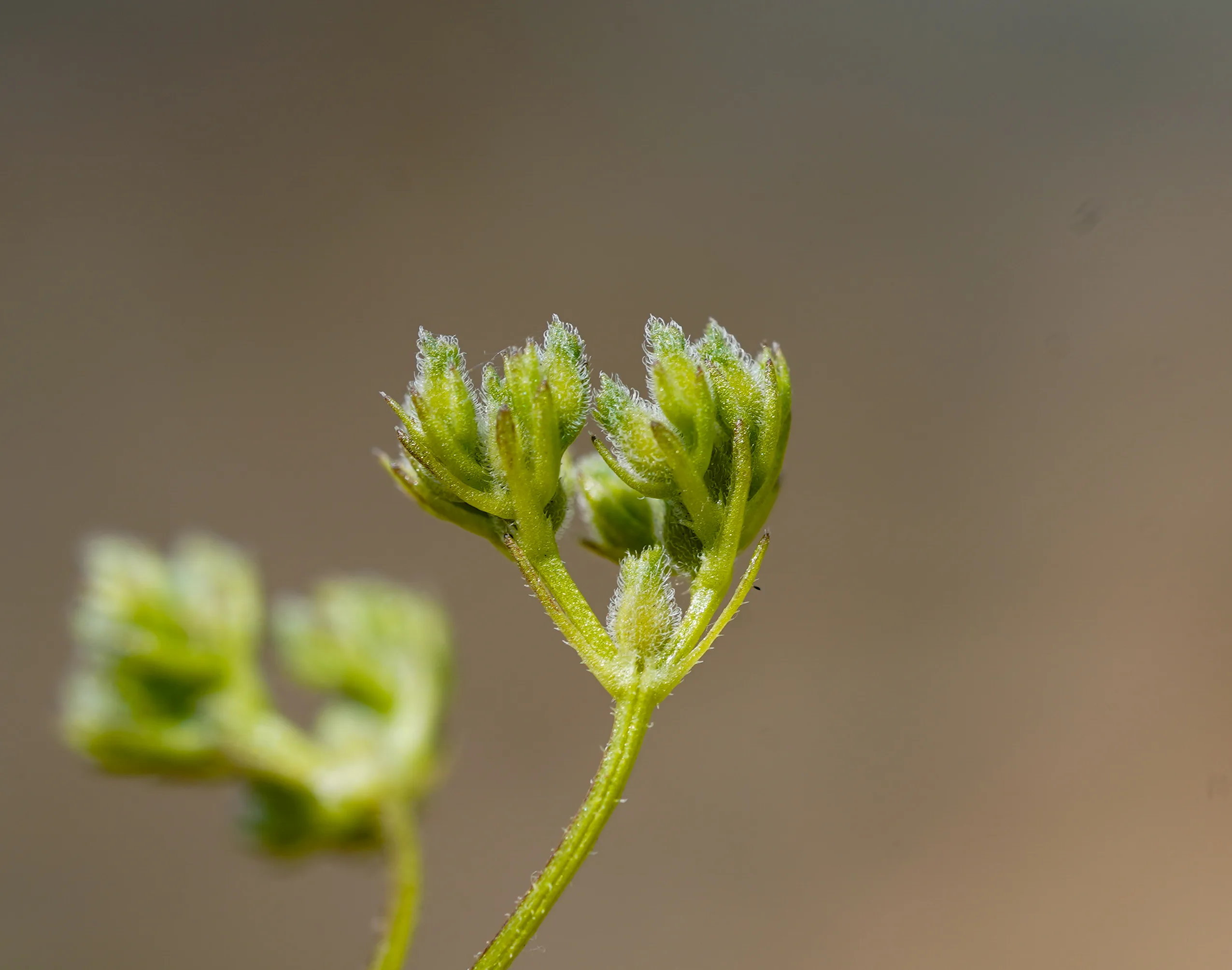 Valeriana eriocarpa