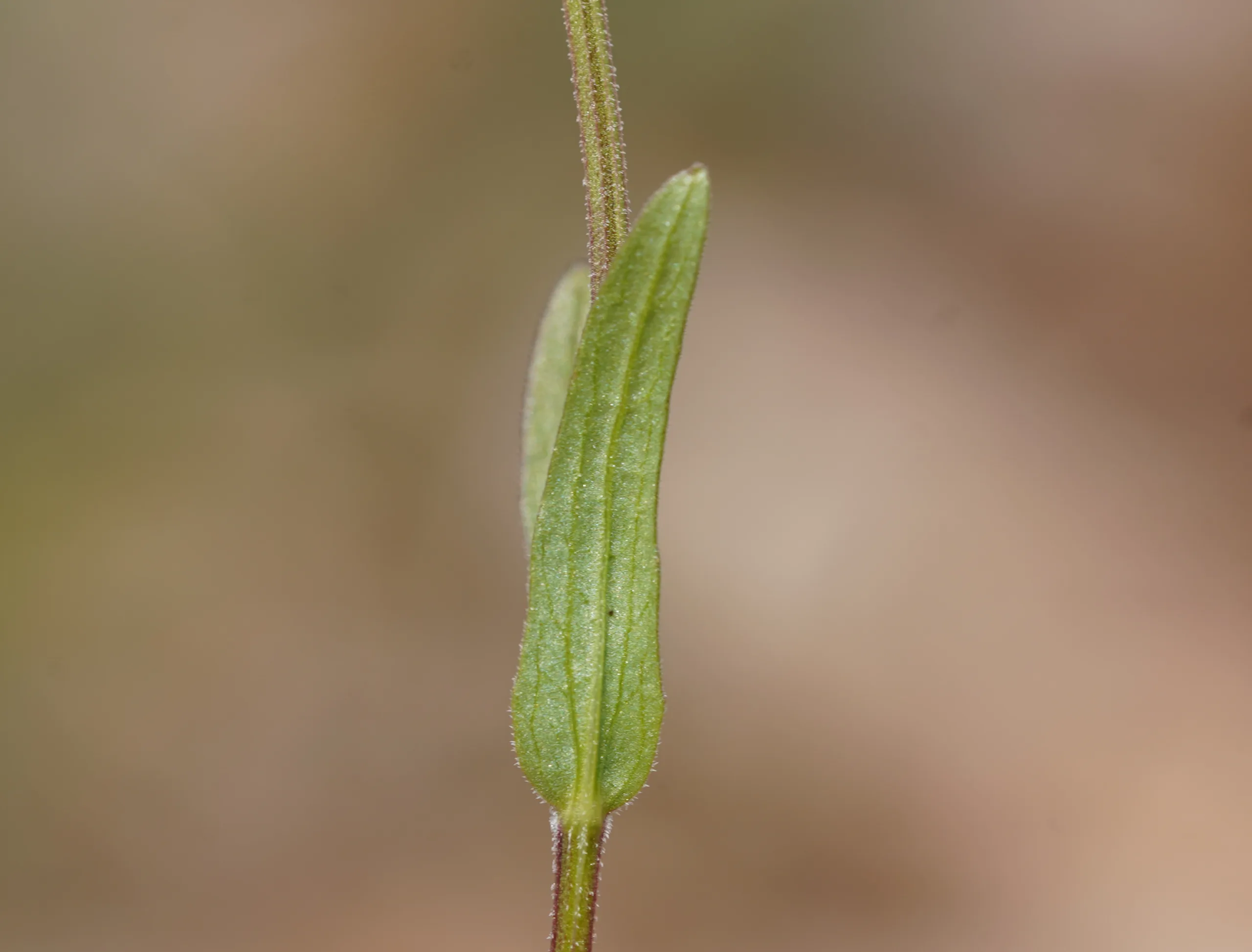 Valeriana eriocarpa
