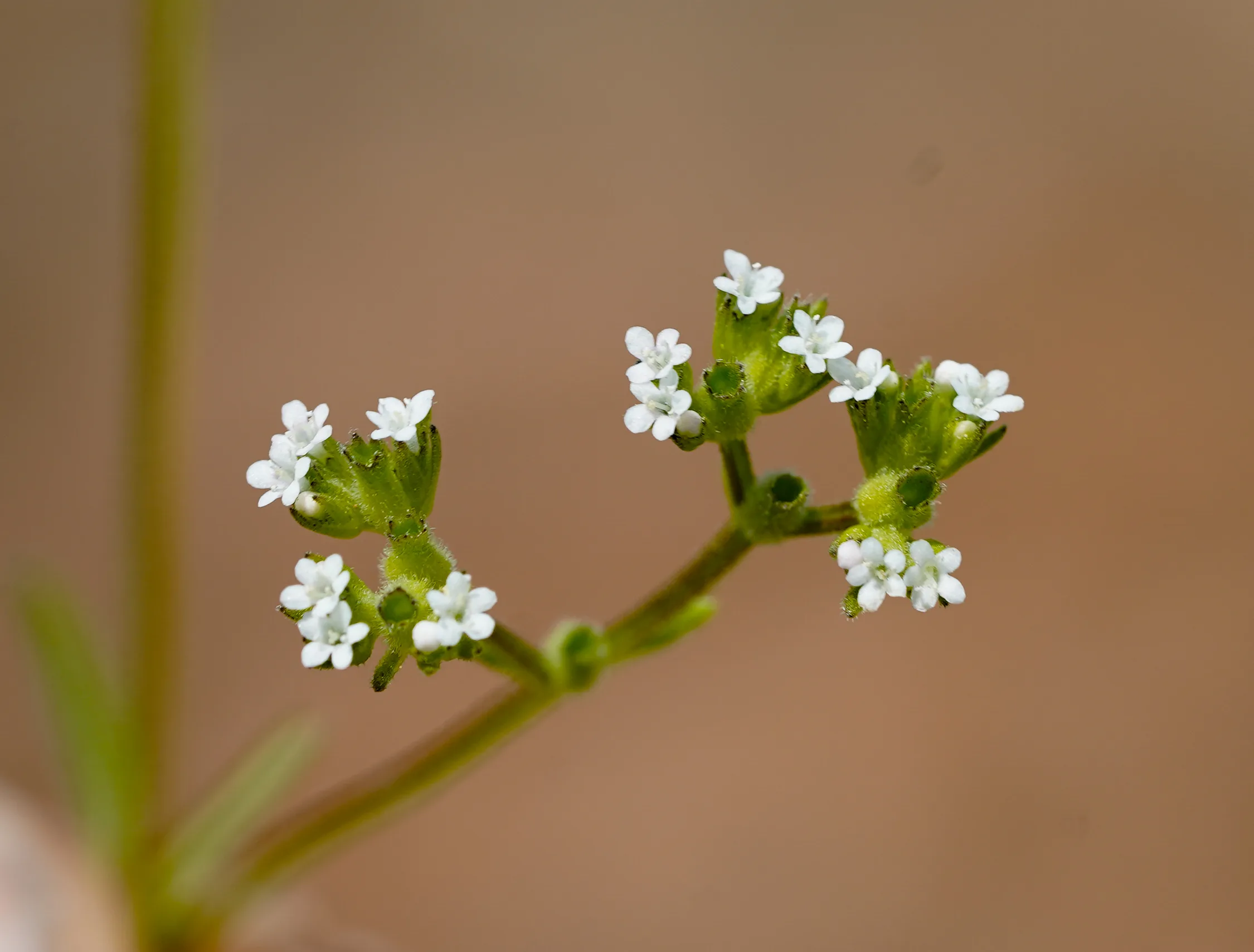 Valeriana eriocarpa