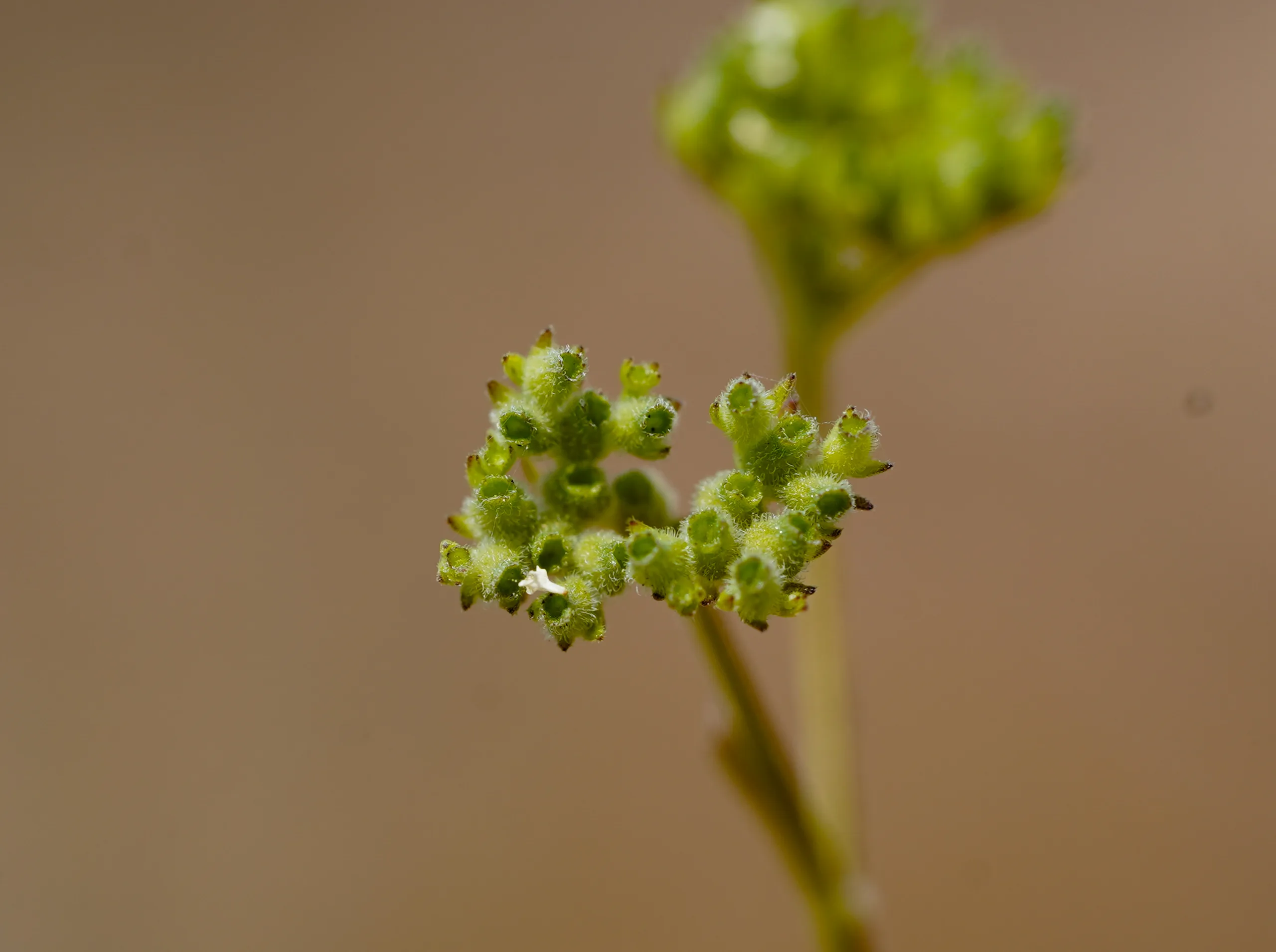 Valeriana eriocarpa
